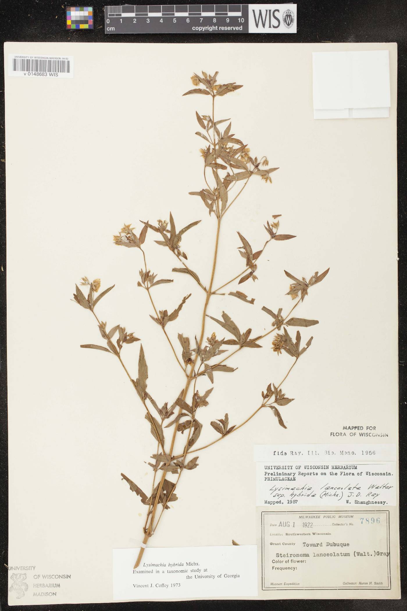 Lysimachia hybrida image