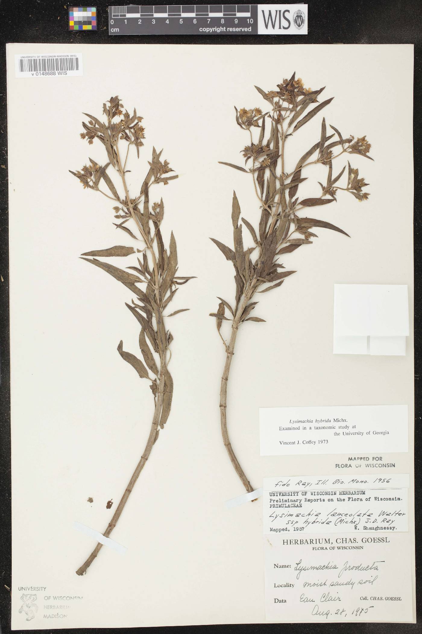 Lysimachia hybrida image