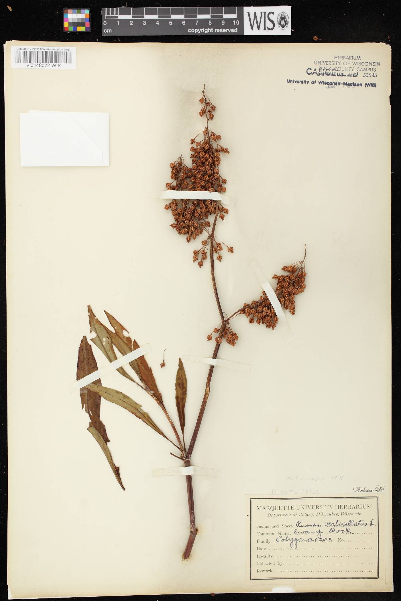 Rumex verticillatus image