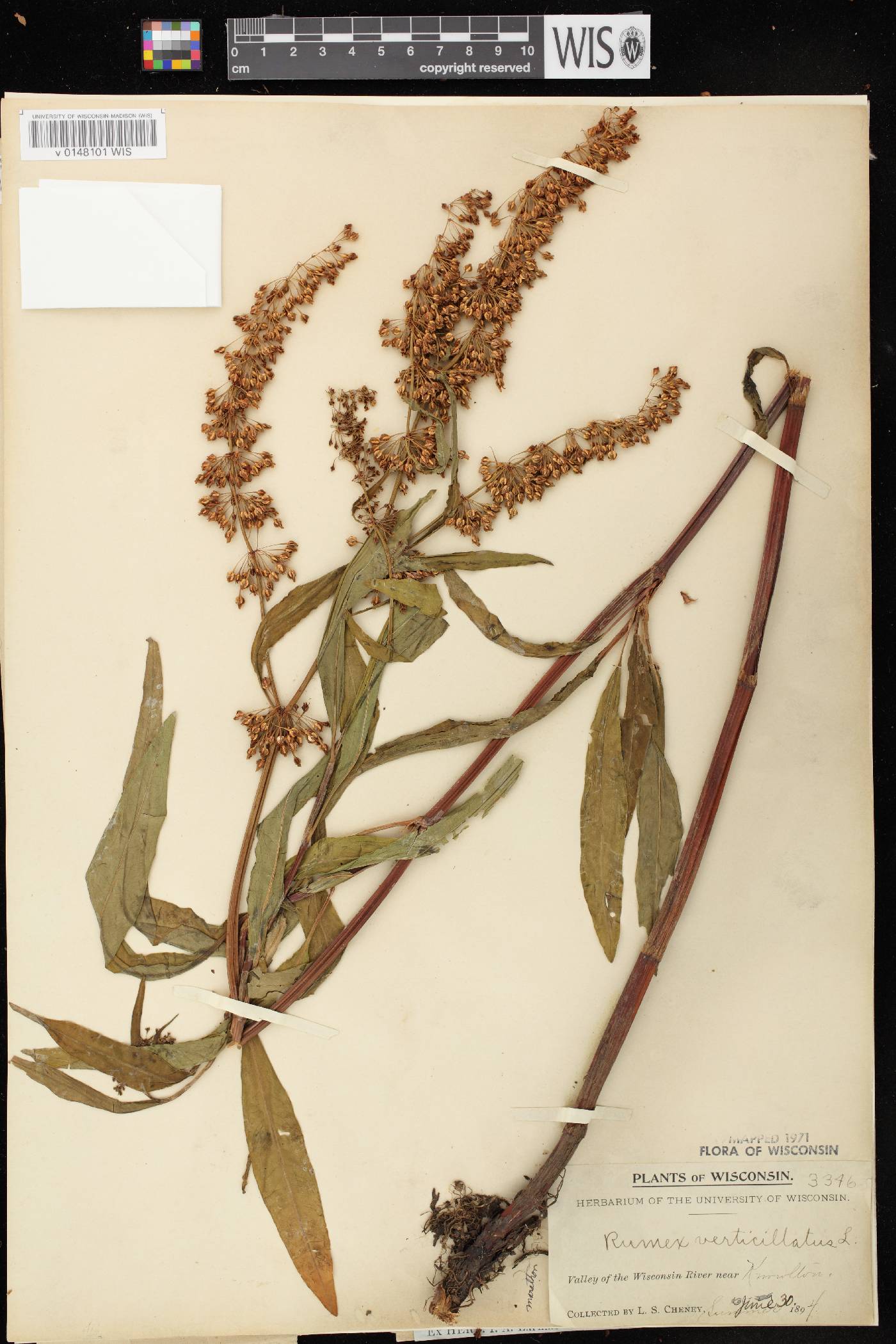 Rumex verticillatus image
