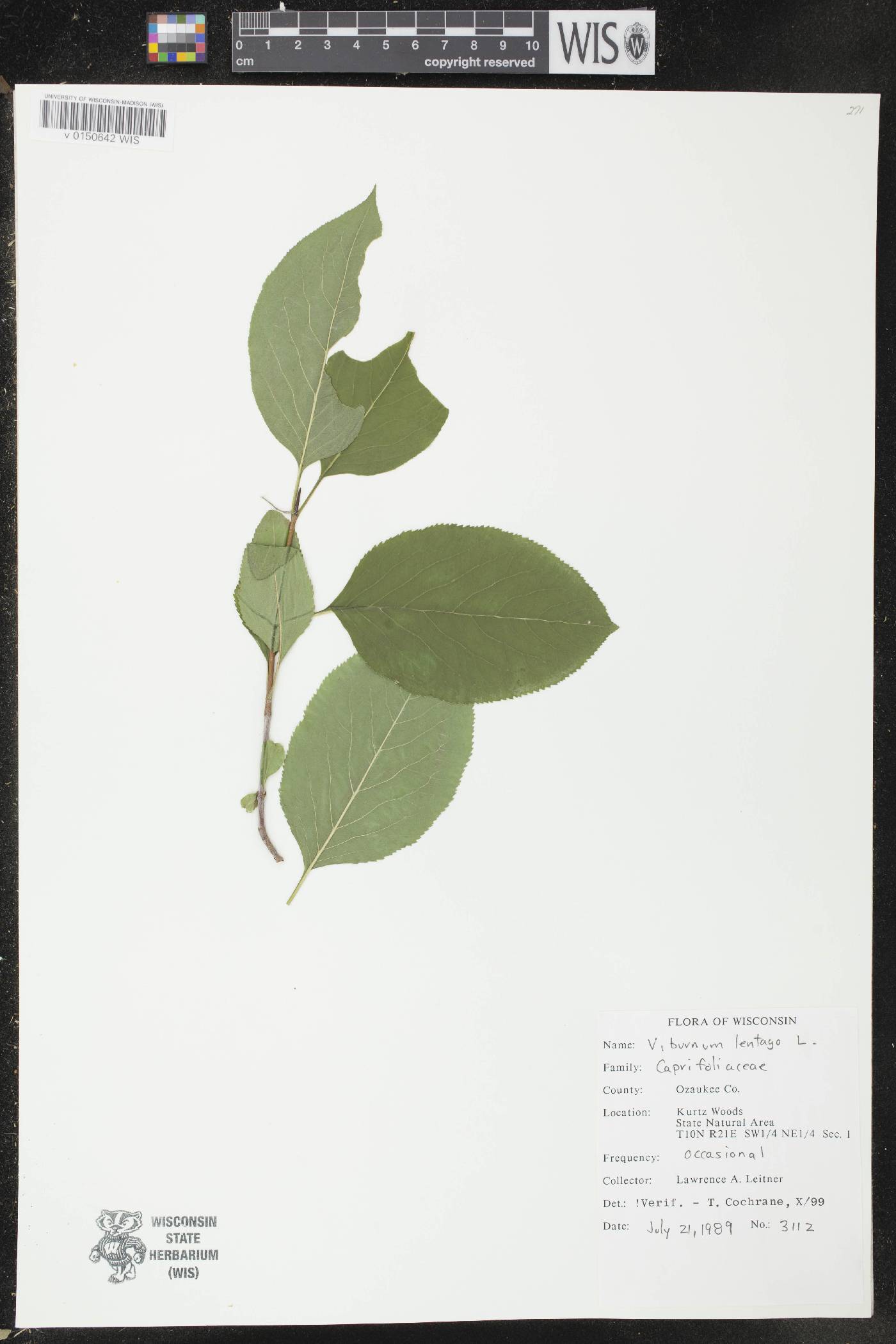 Viburnum lentago image