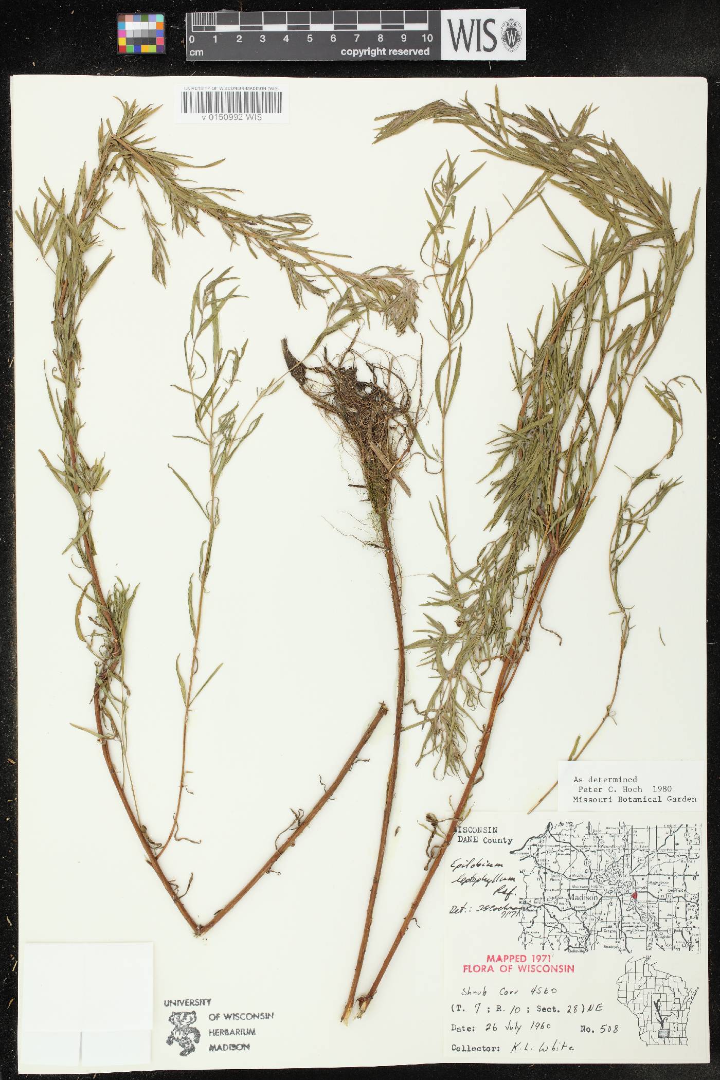 Epilobium leptophyllum image