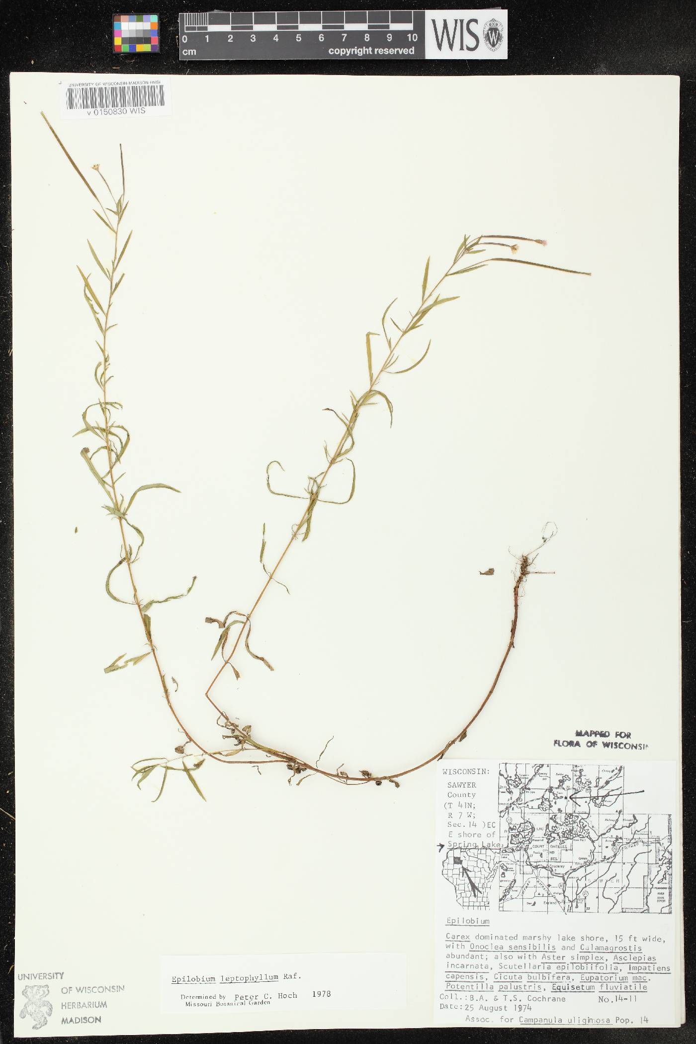 Epilobium leptophyllum image