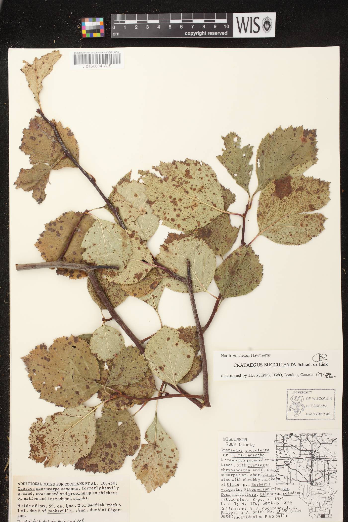 Crataegus succulenta image