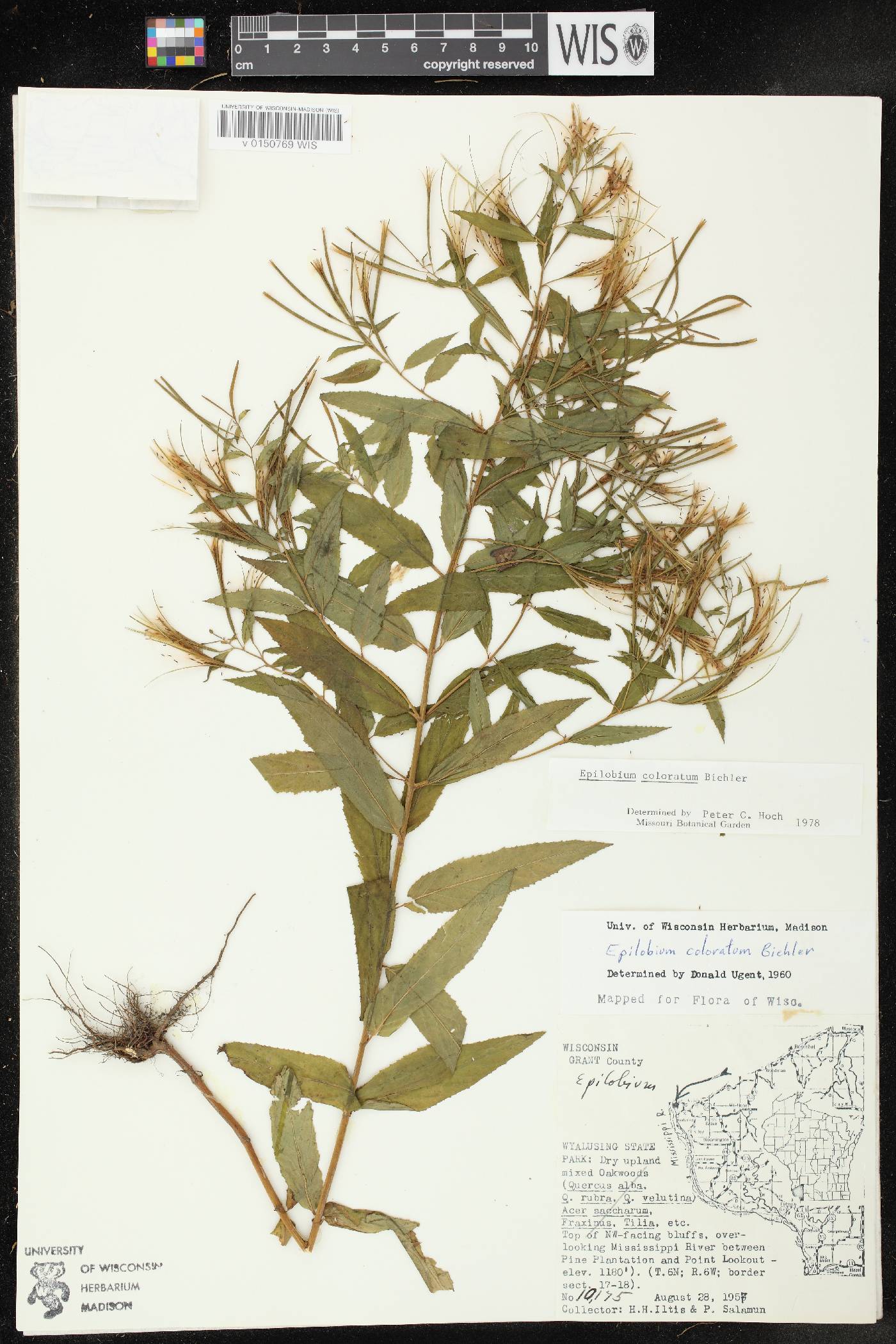 Epilobium coloratum image