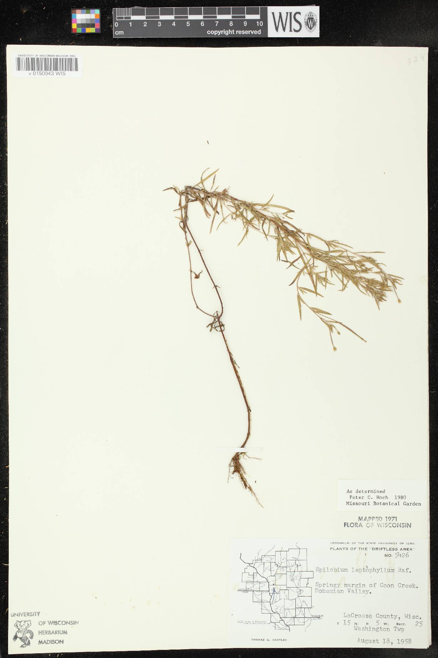 Epilobium leptophyllum image