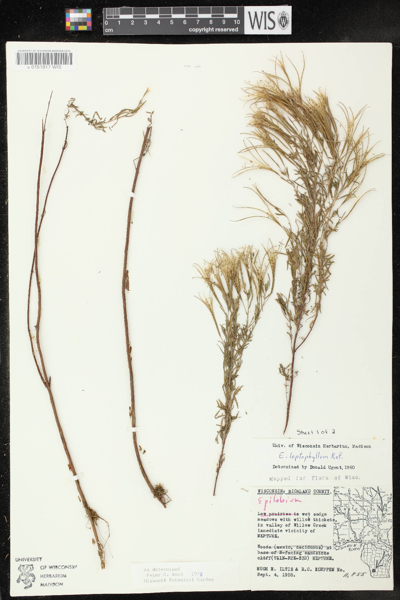 Epilobium leptophyllum image