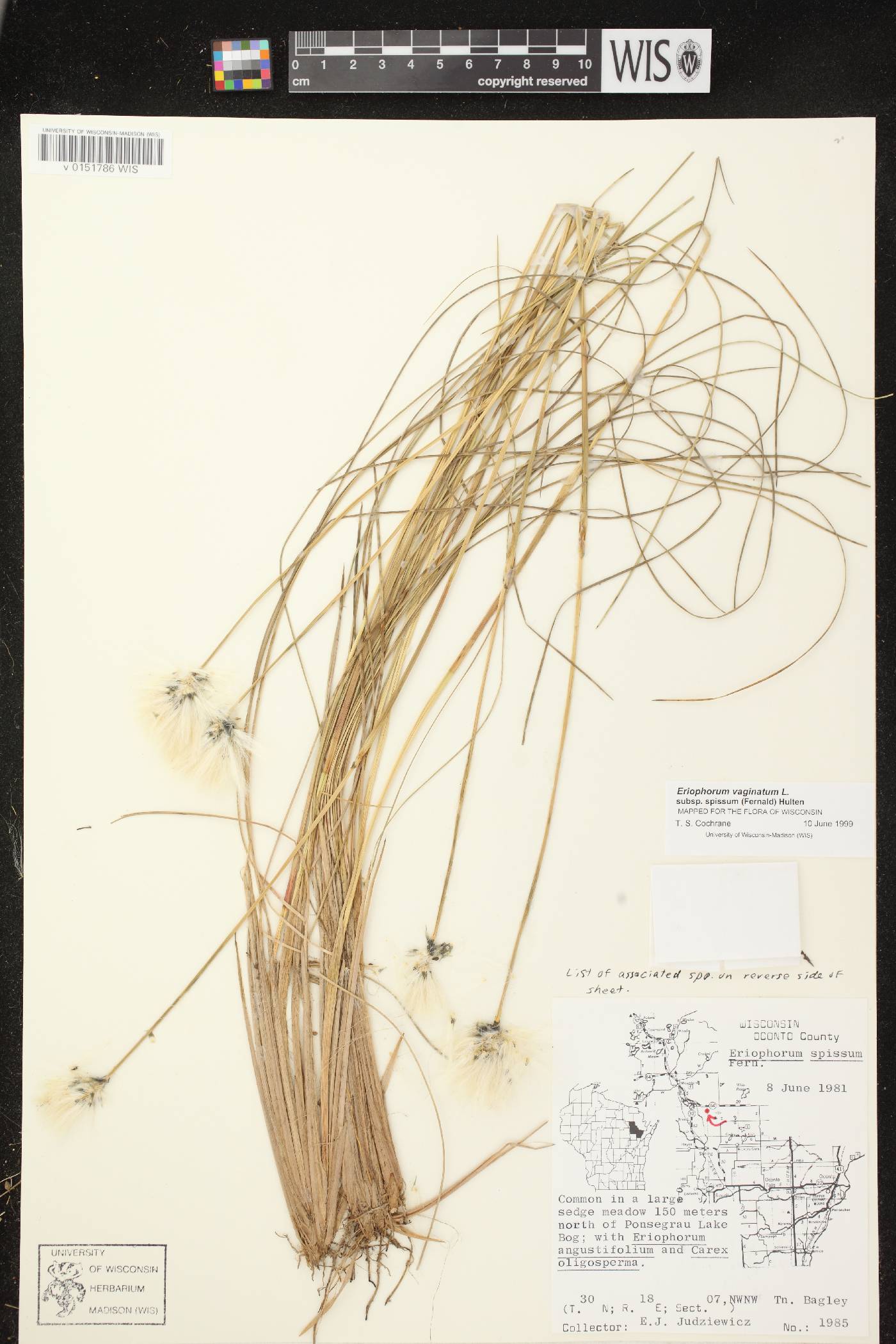 Eriophorum vaginatum image