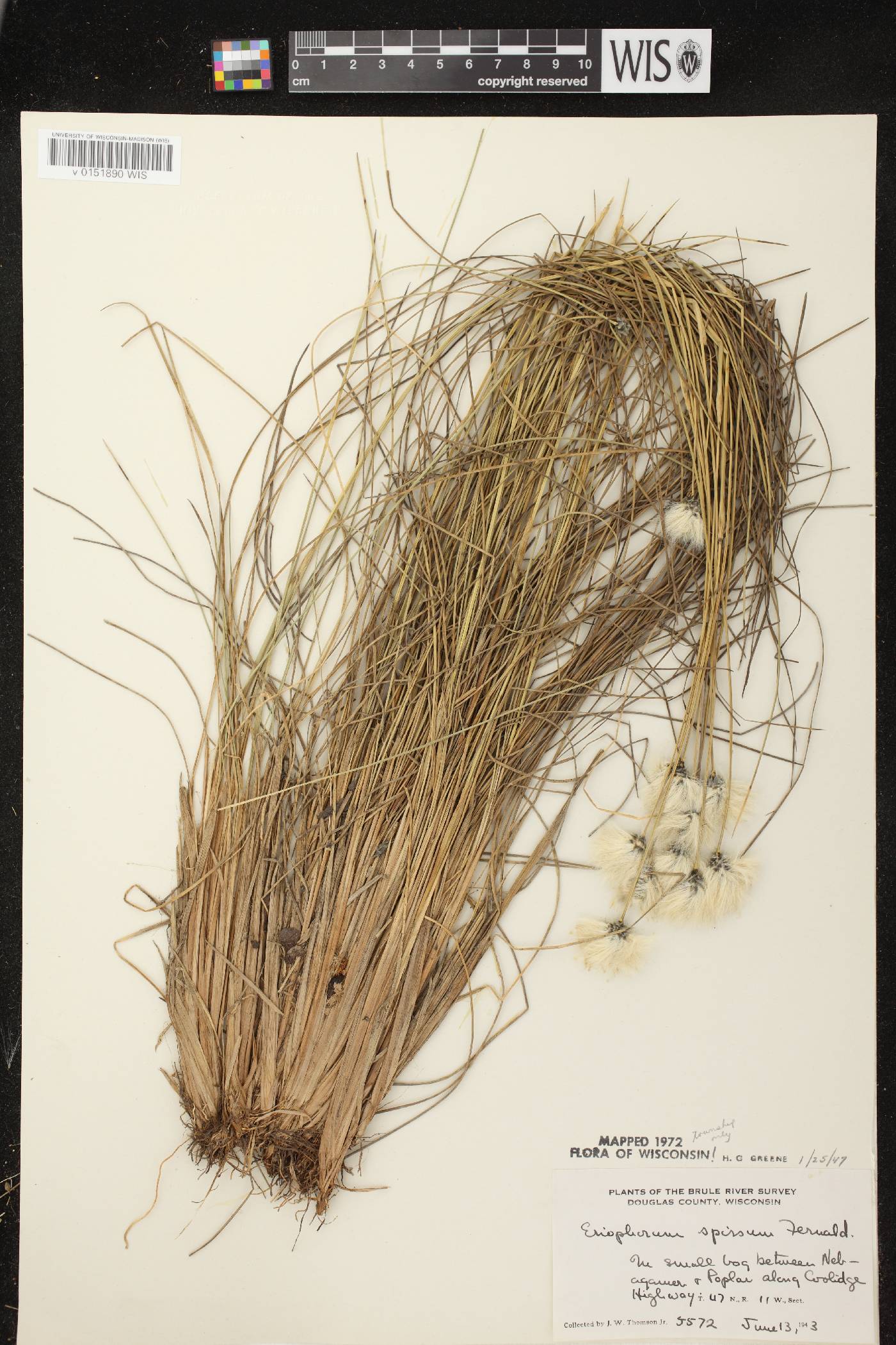 Eriophorum vaginatum image
