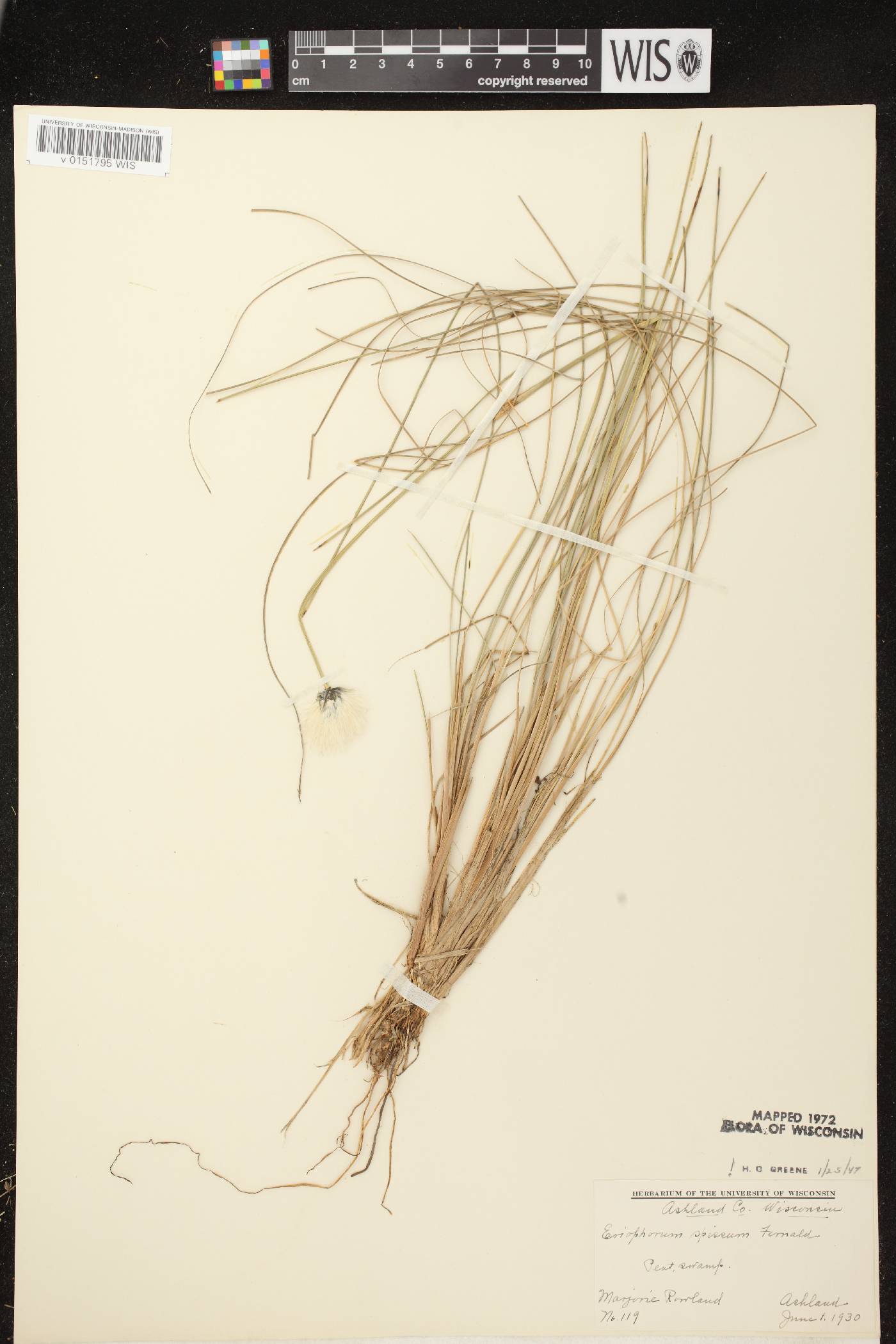Eriophorum vaginatum image