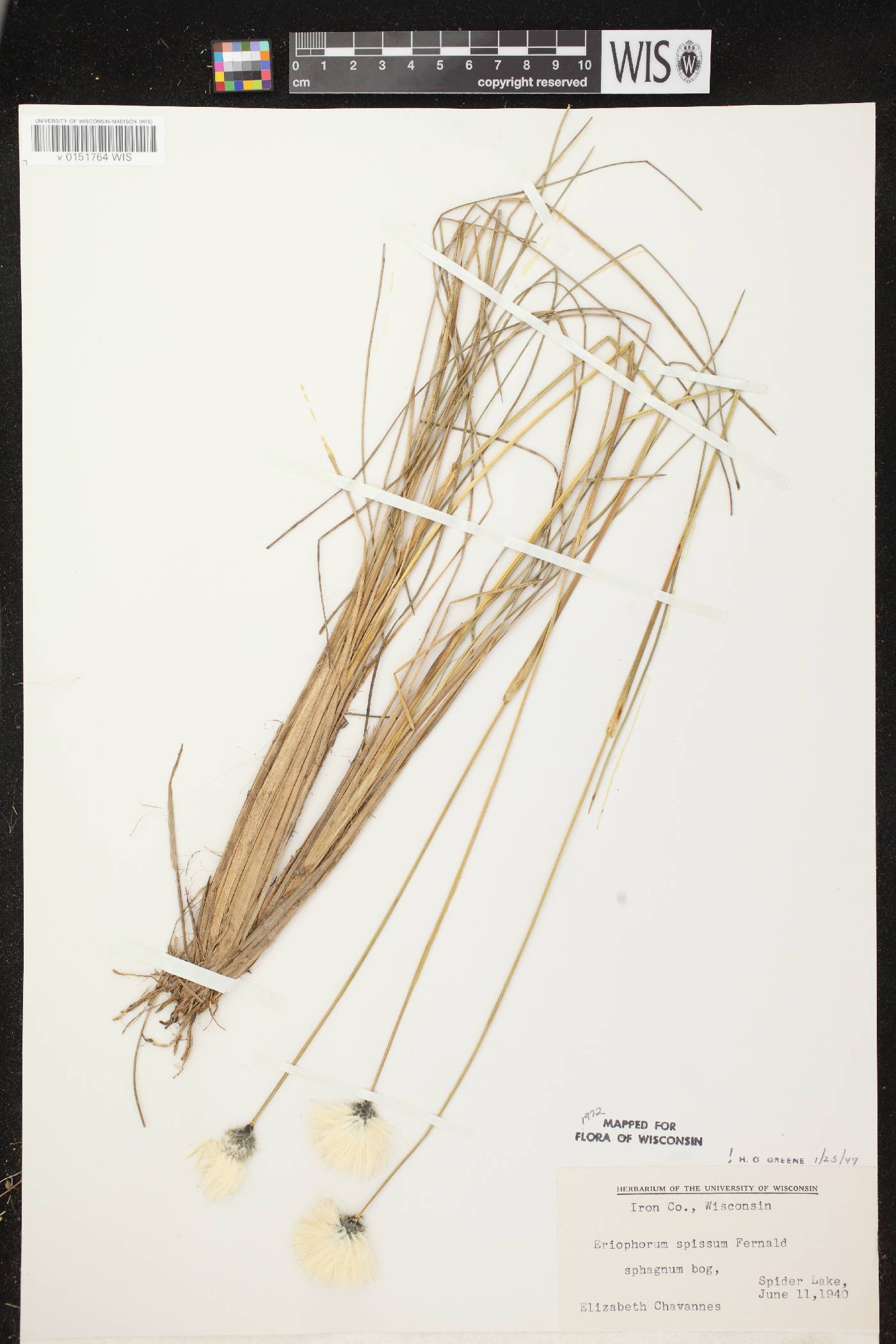 Eriophorum vaginatum image