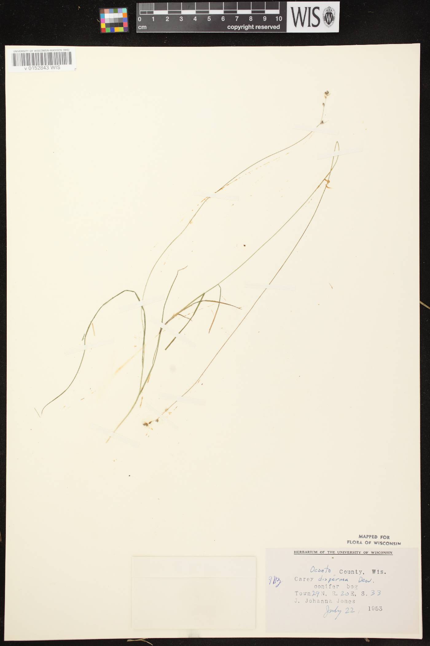 Carex disperma image