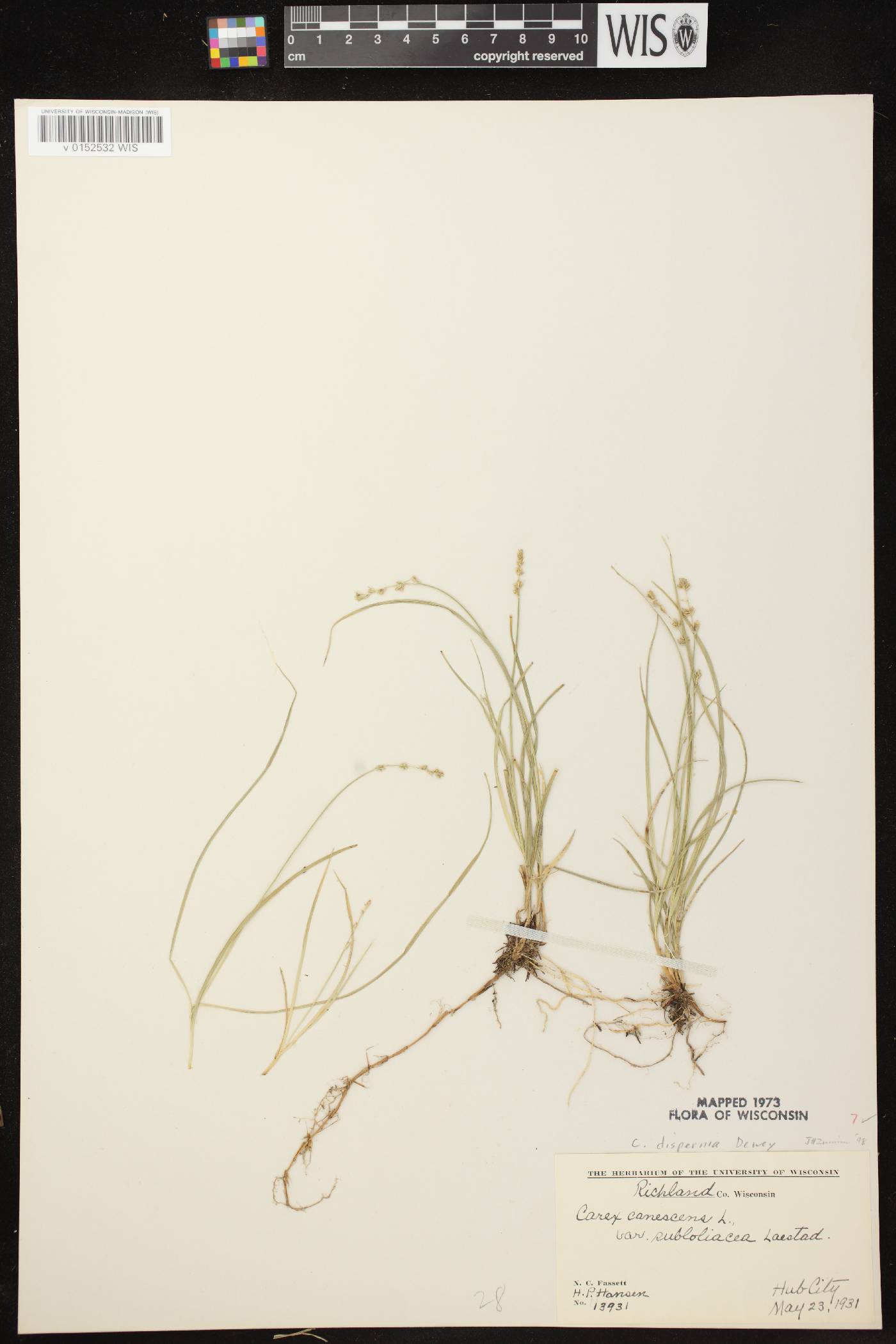 Carex disperma image