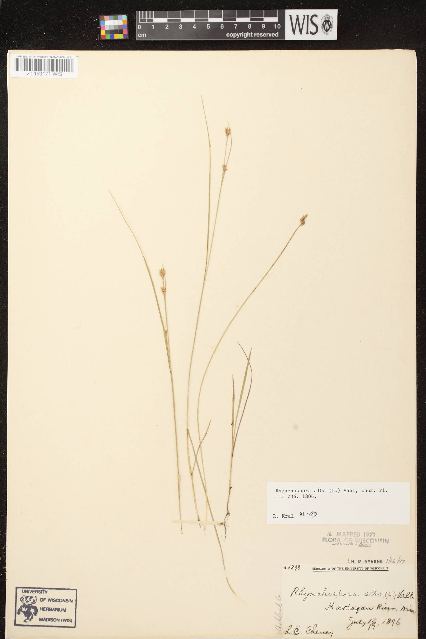 Rhynchospora alba image