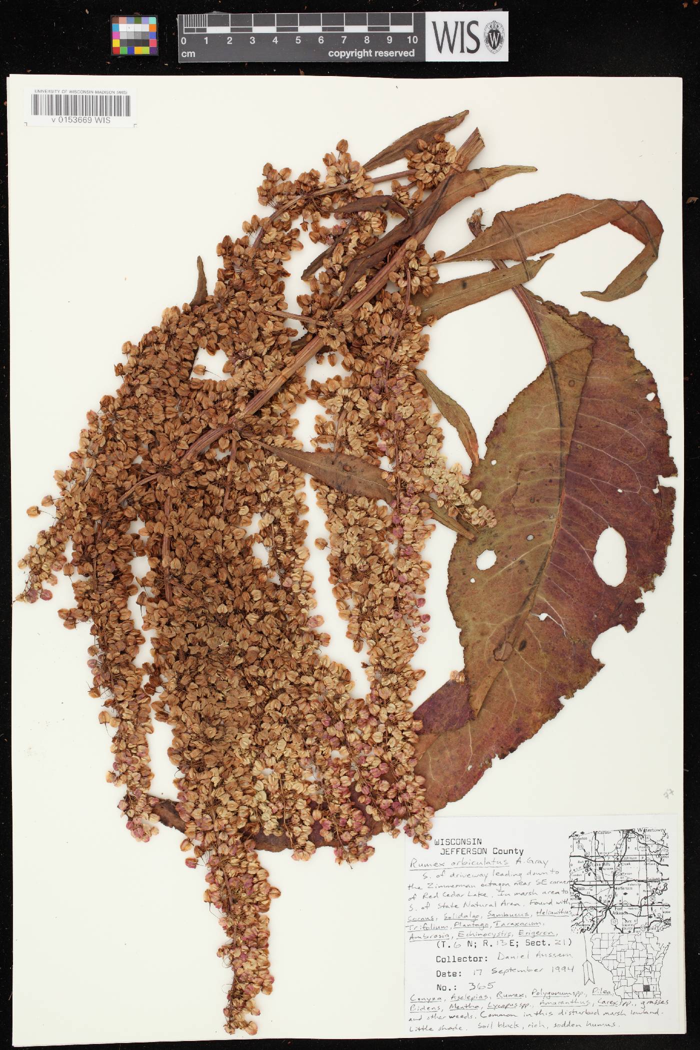 Rumex britannica image