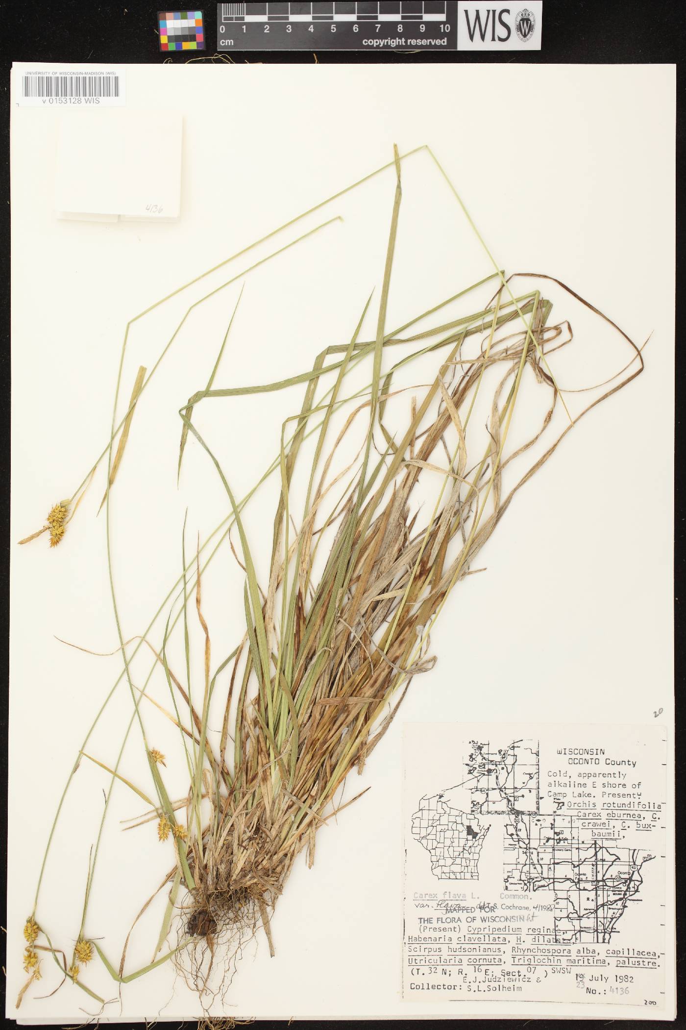 Carex flava image