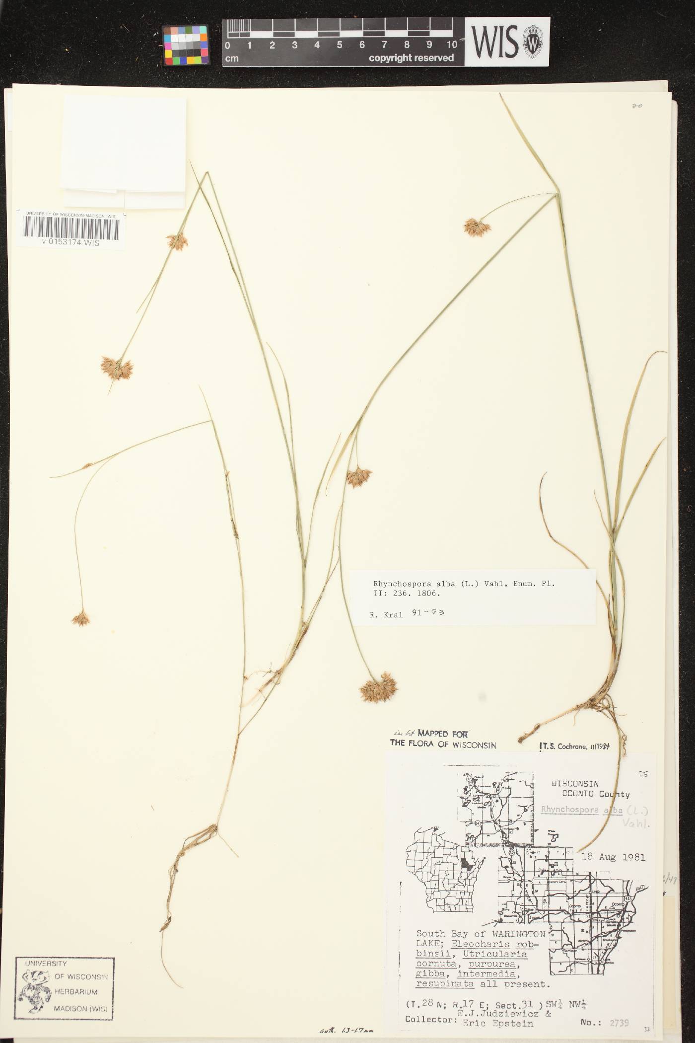 Rhynchospora alba image