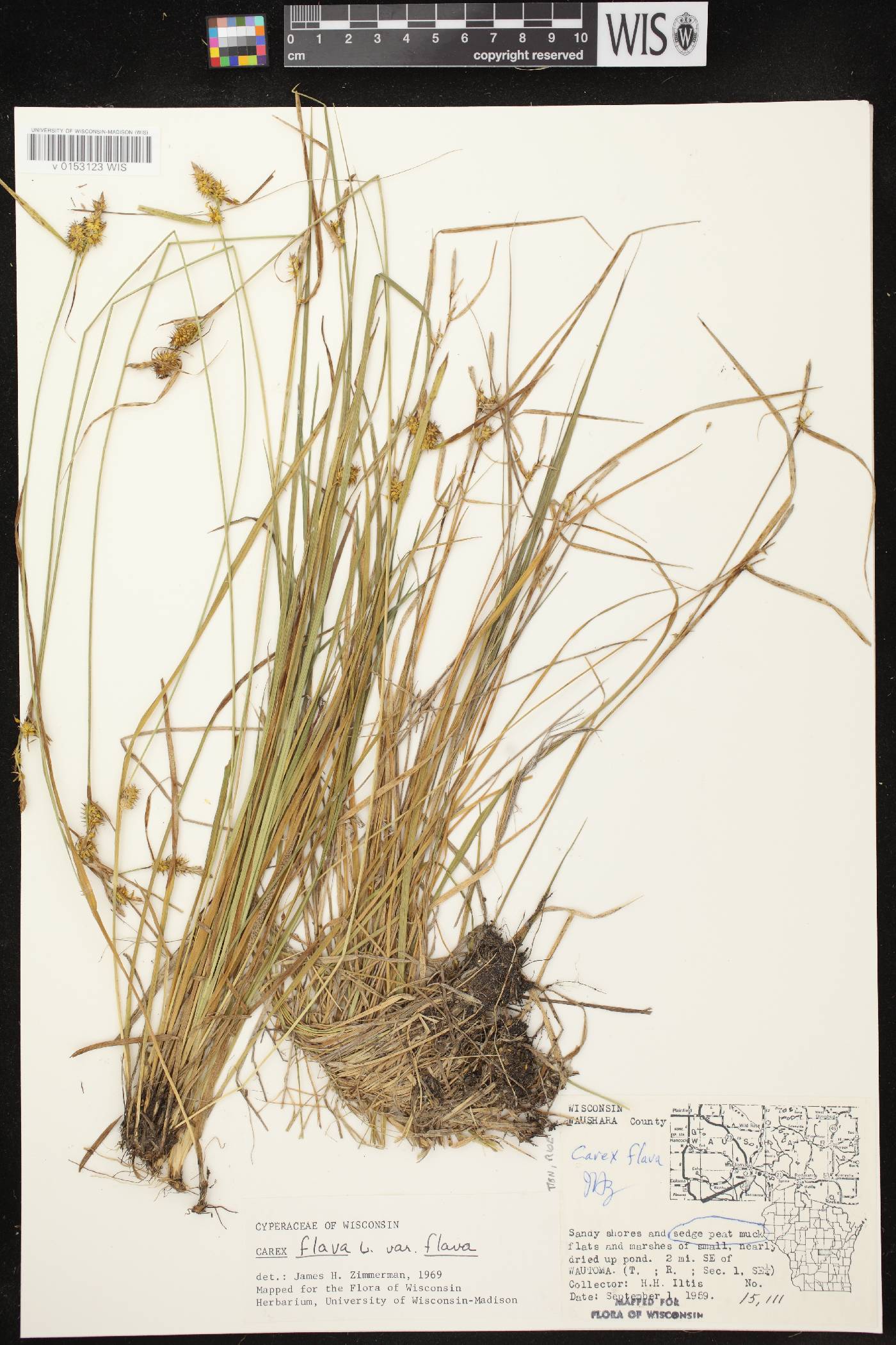 Carex flava image
