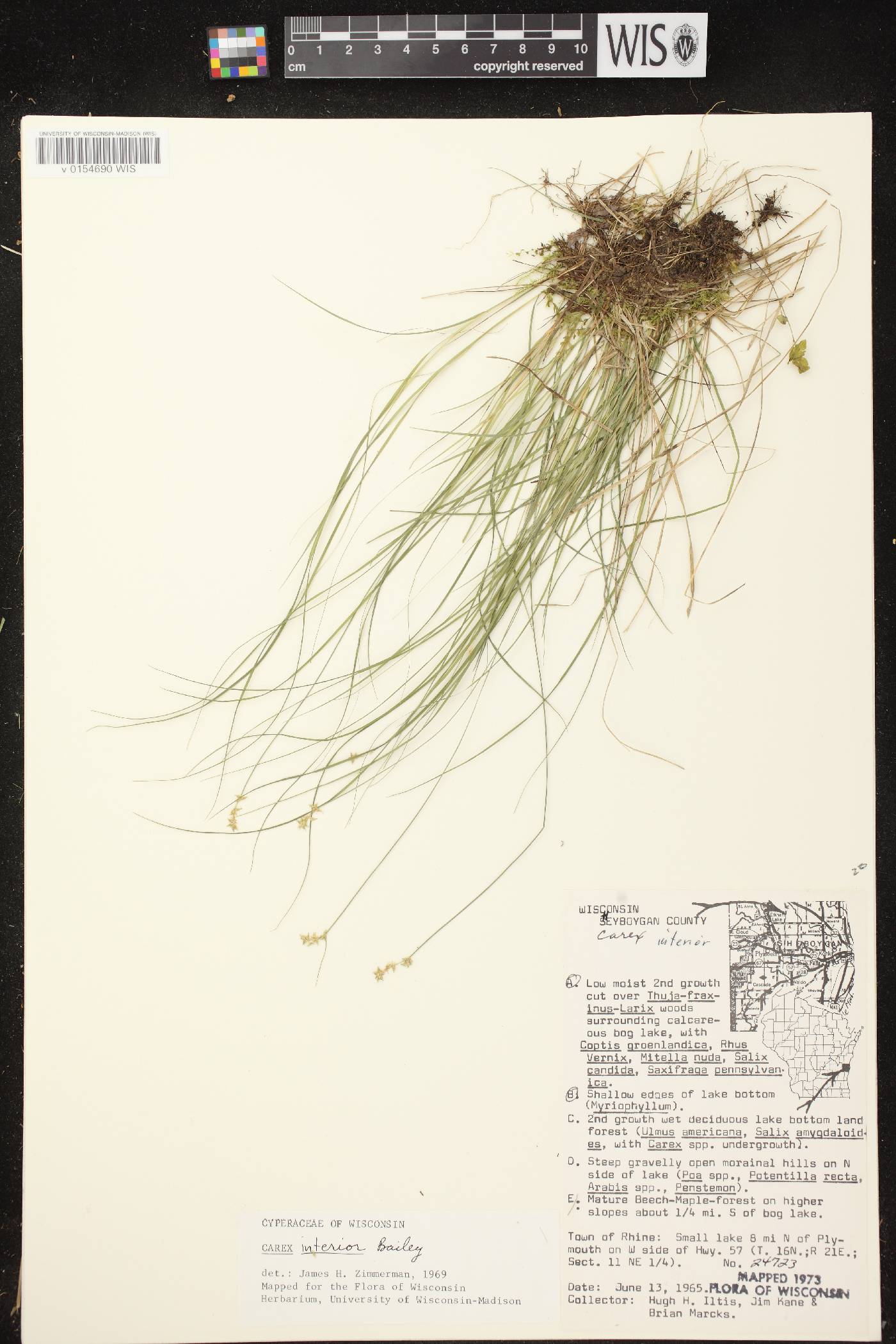 Carex interior image