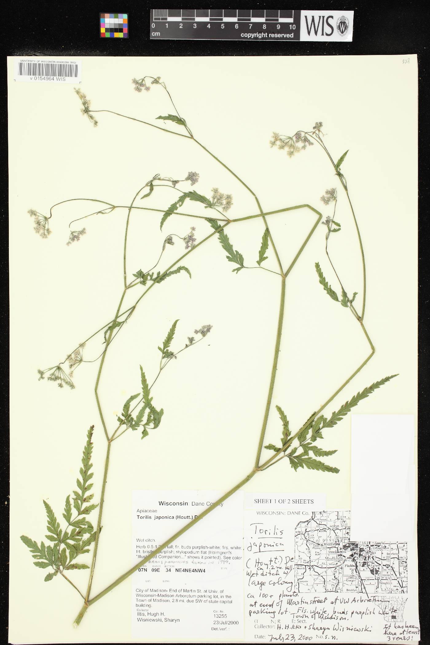 Torilis japonica image