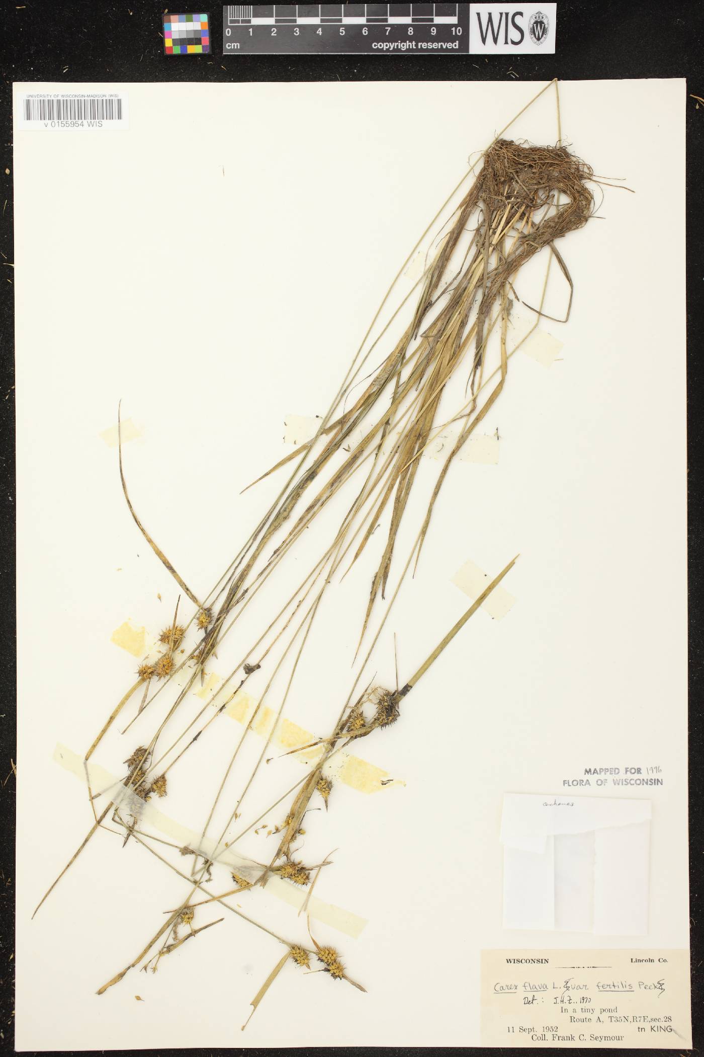 Carex cryptolepis image