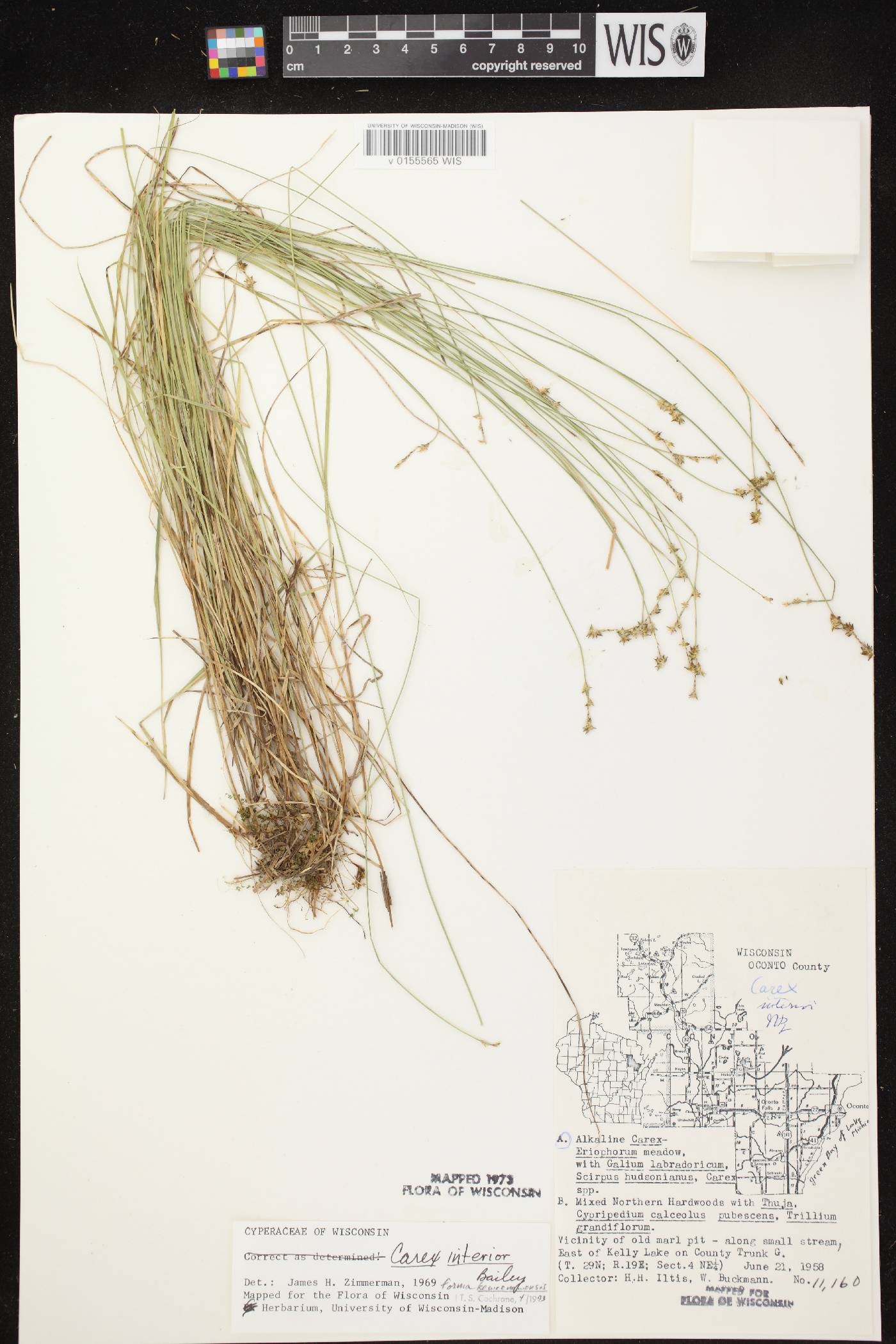 Carex interior image