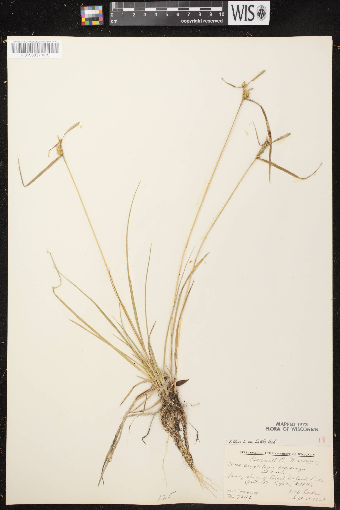 Carex cryptolepis image