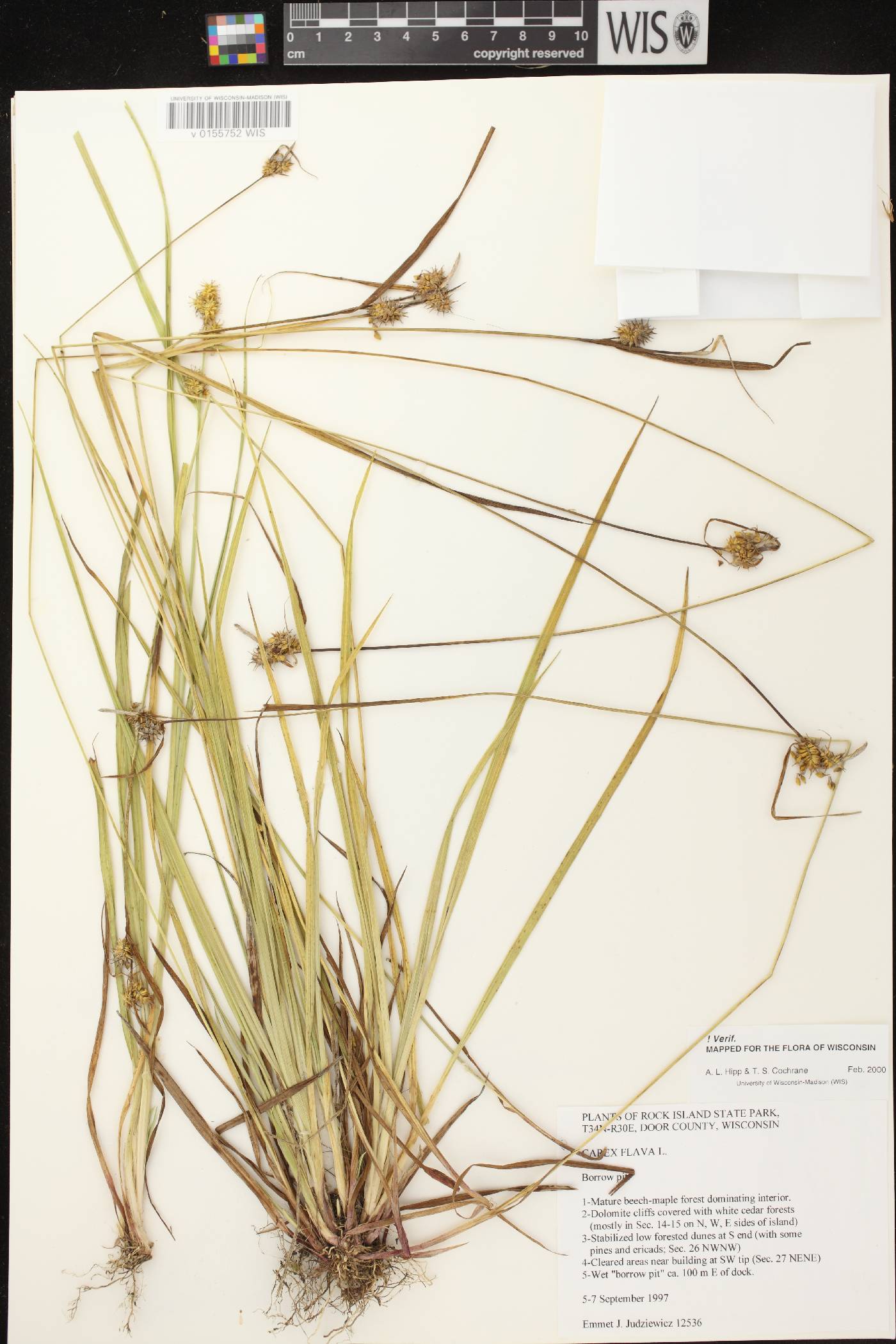 Carex flava image