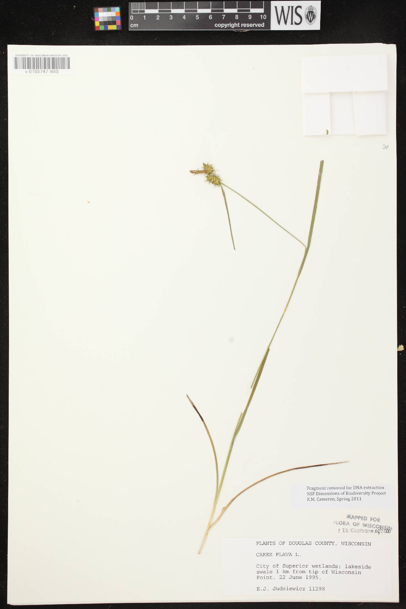 Carex flava image
