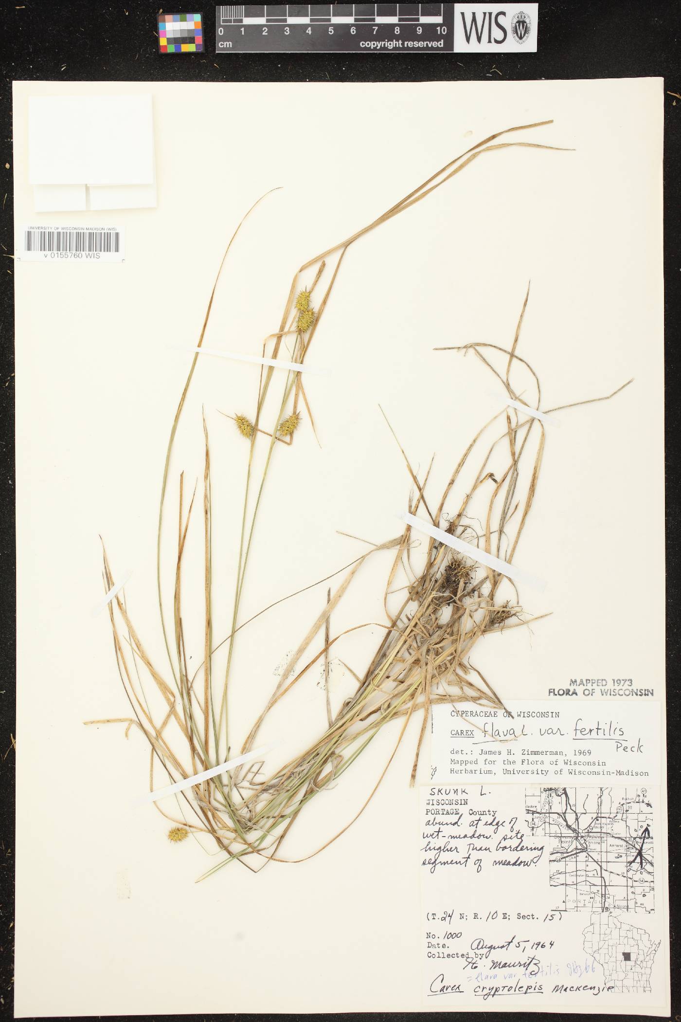 Carex cryptolepis image