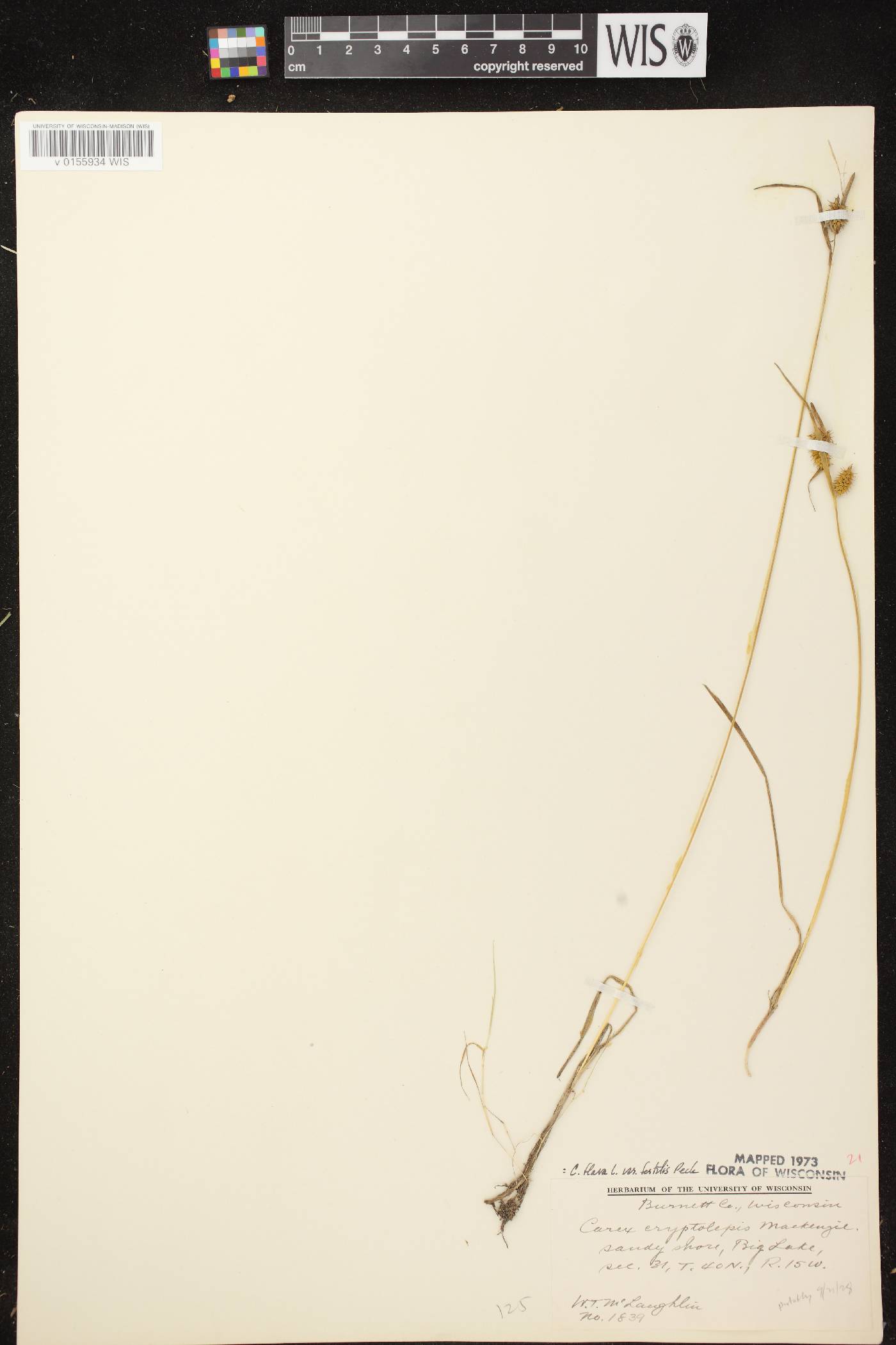Carex cryptolepis image