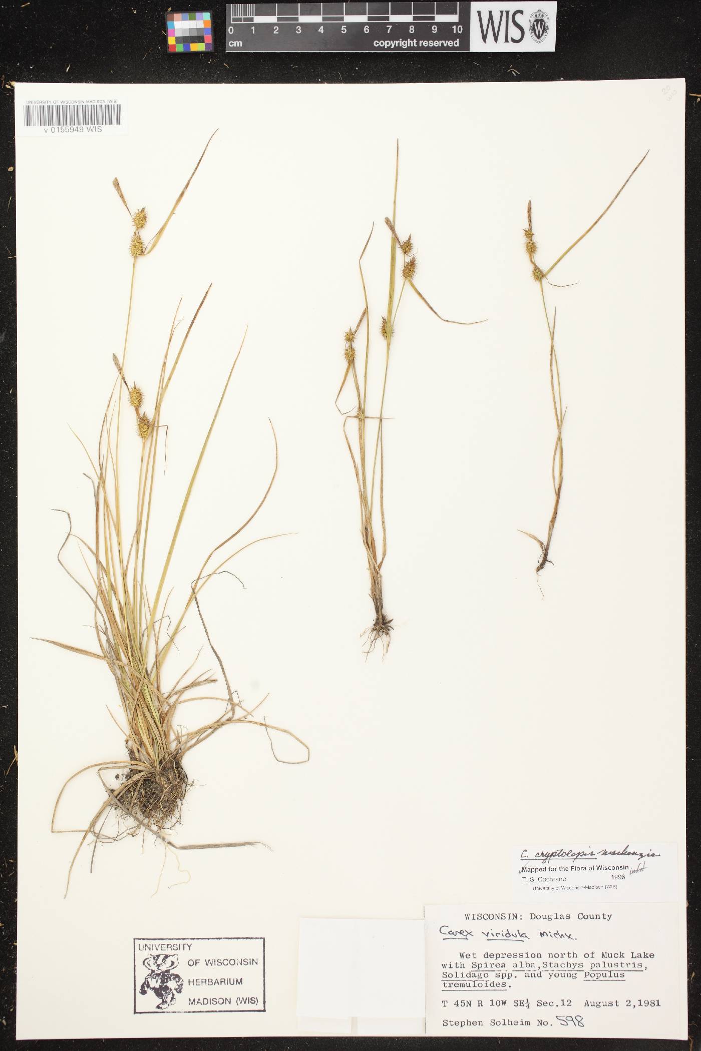 Carex cryptolepis image