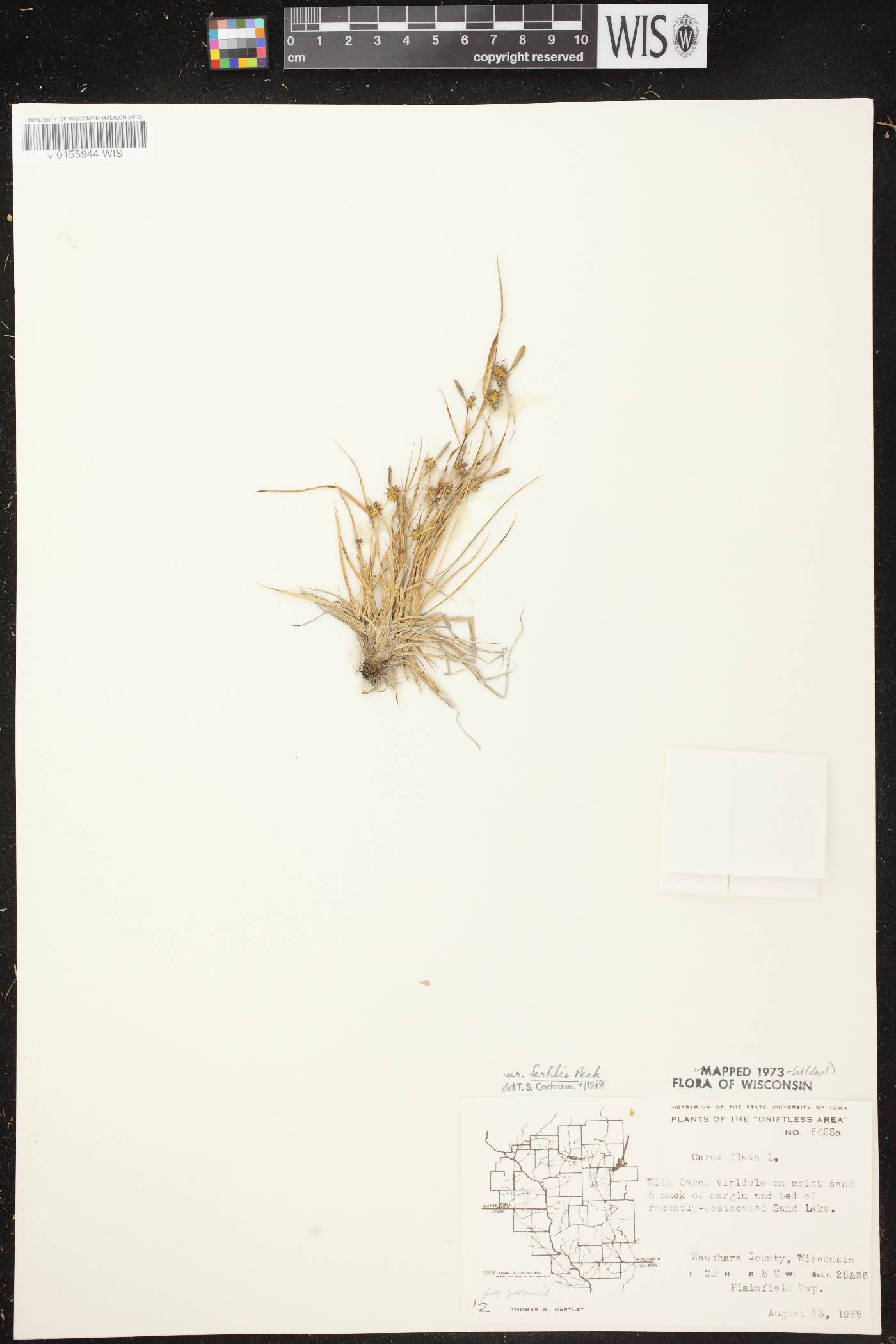 Carex cryptolepis image