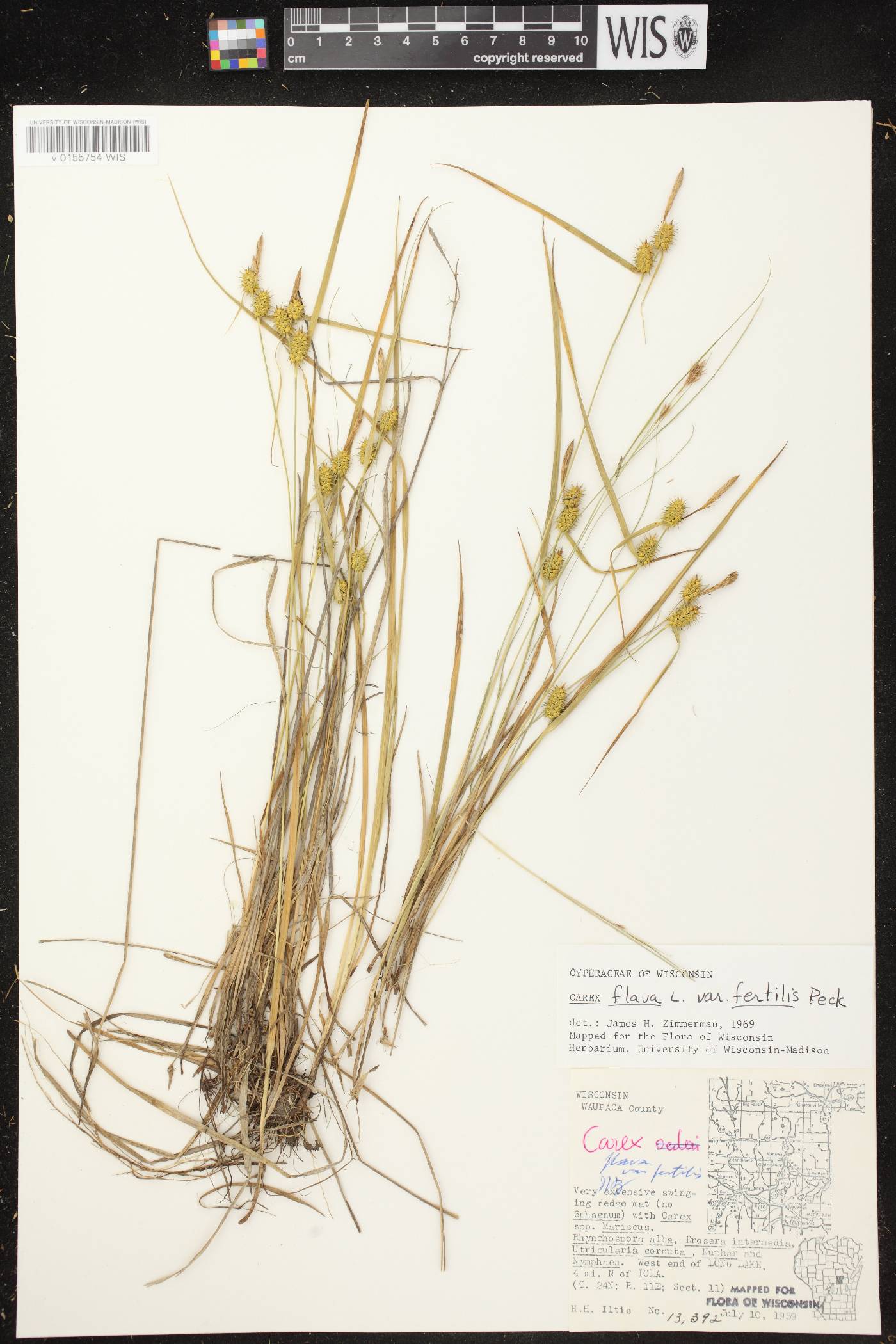 Carex cryptolepis image