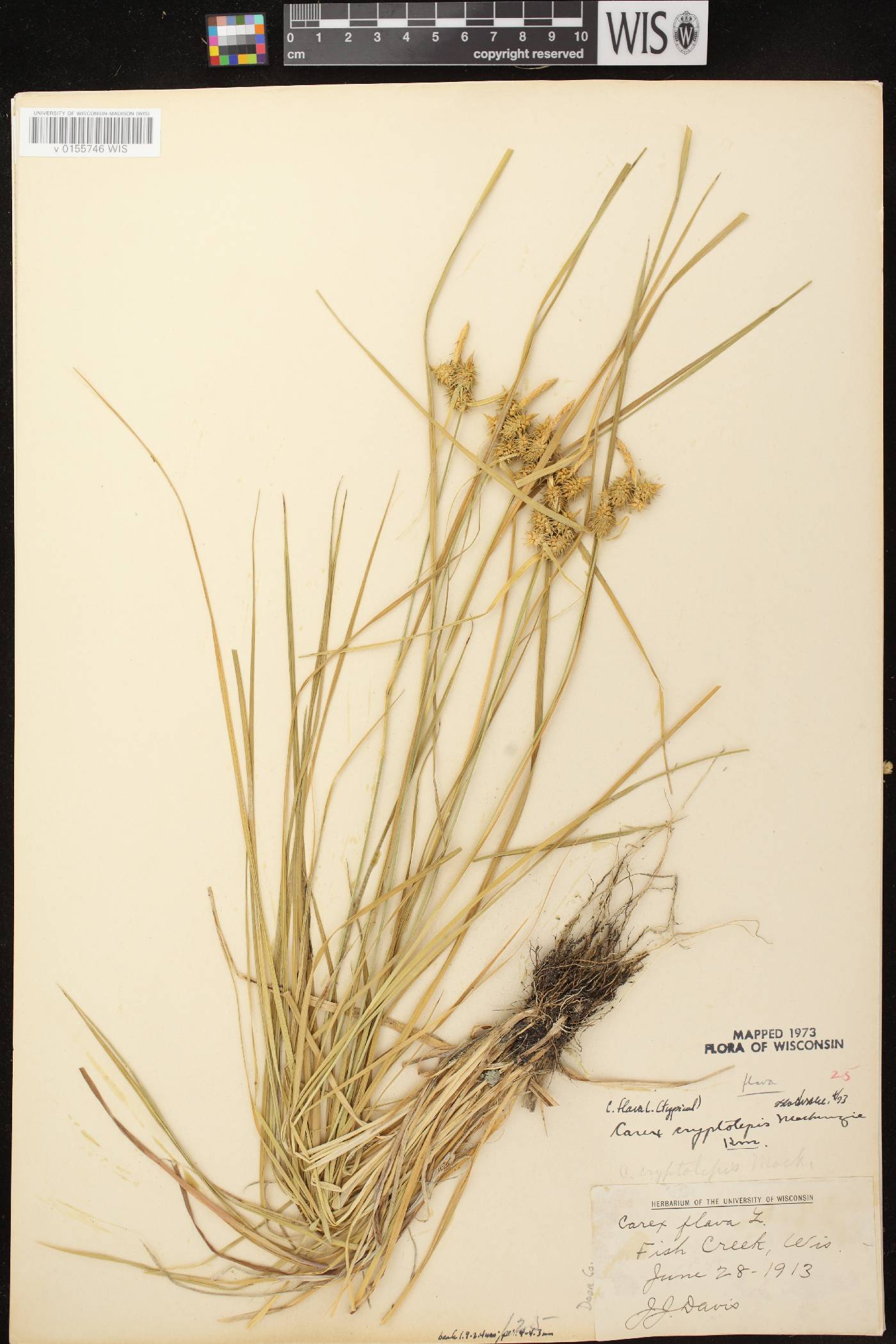 Carex flava image