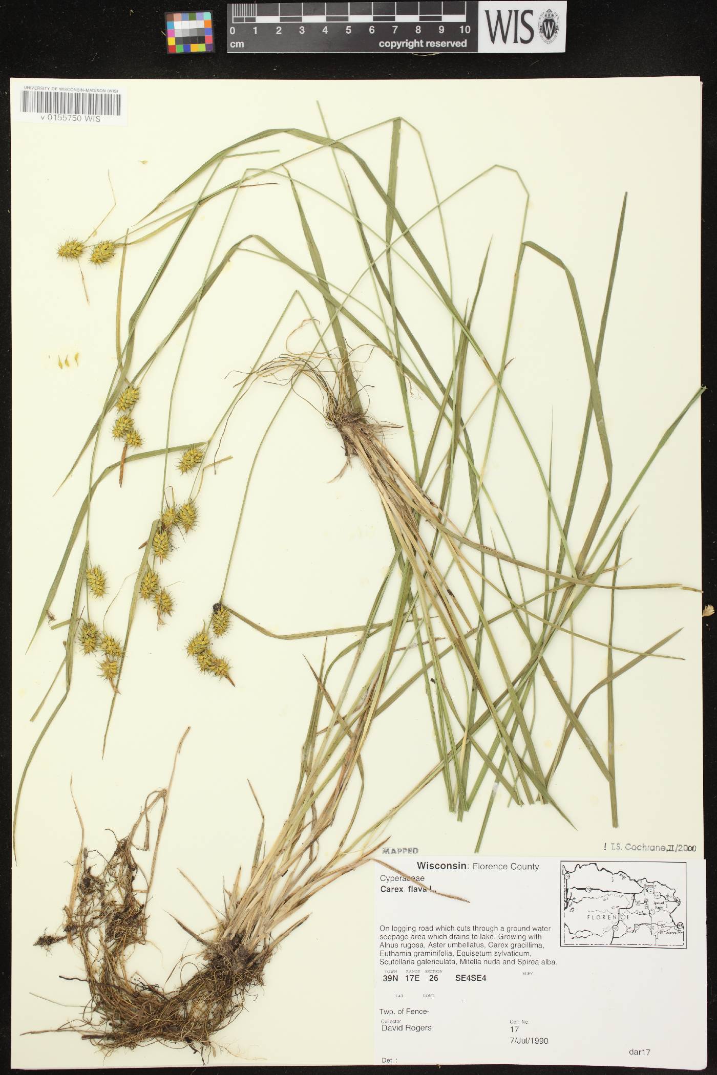 Carex flava image