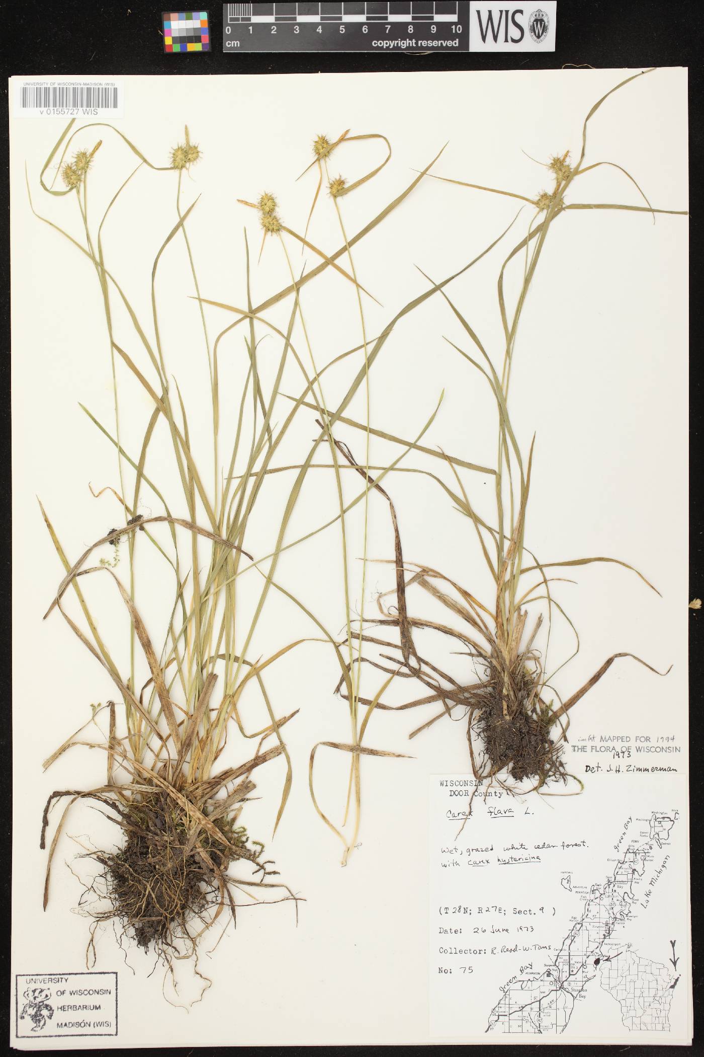 Carex flava image