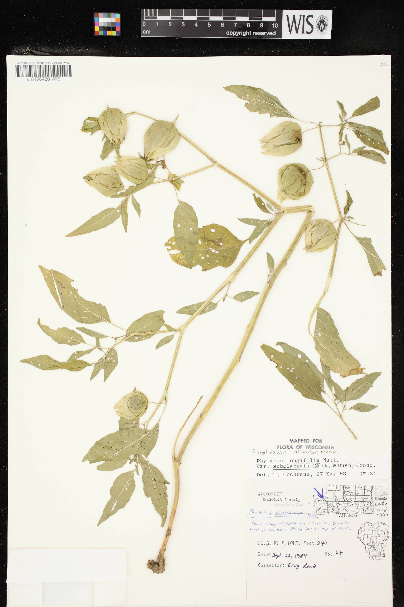 Physalis longifolia image