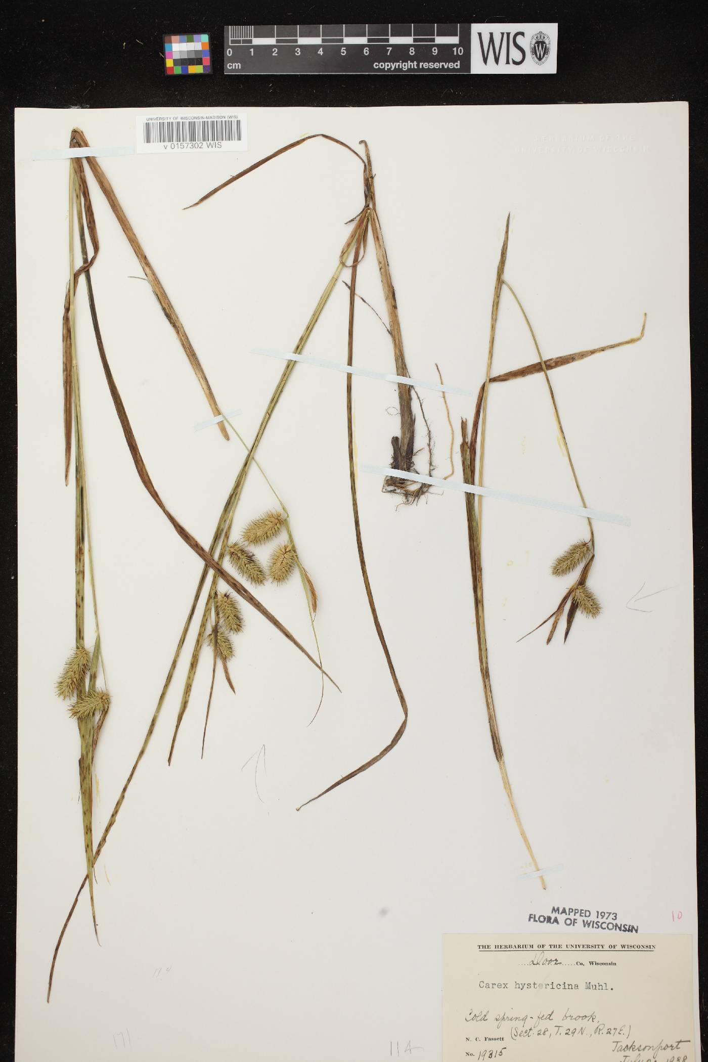 Carex hystericina image