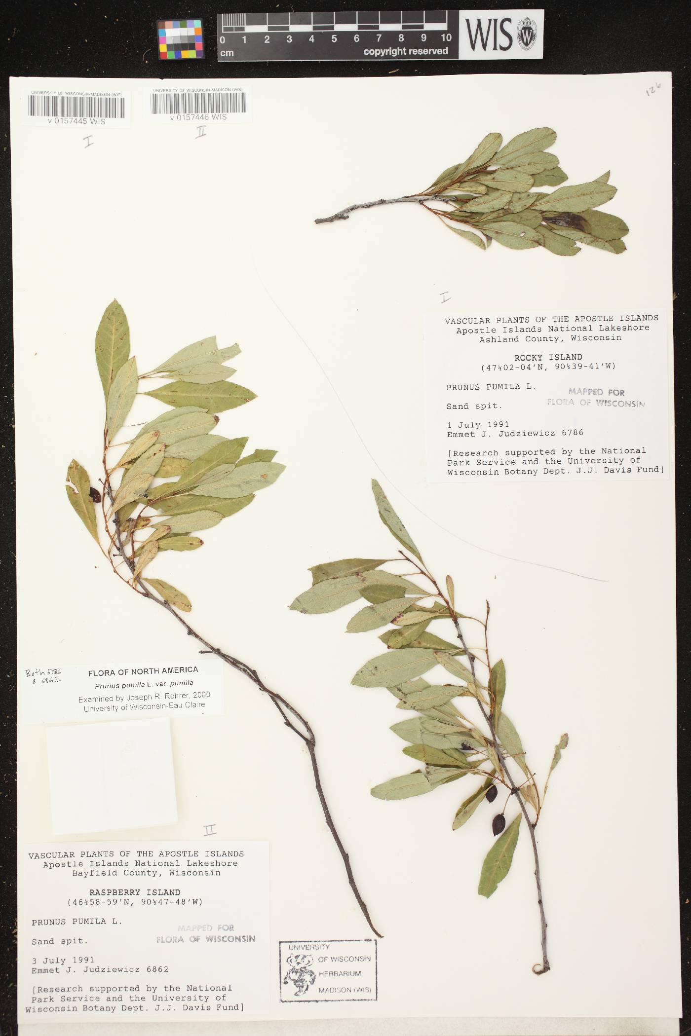 Prunus pumila image
