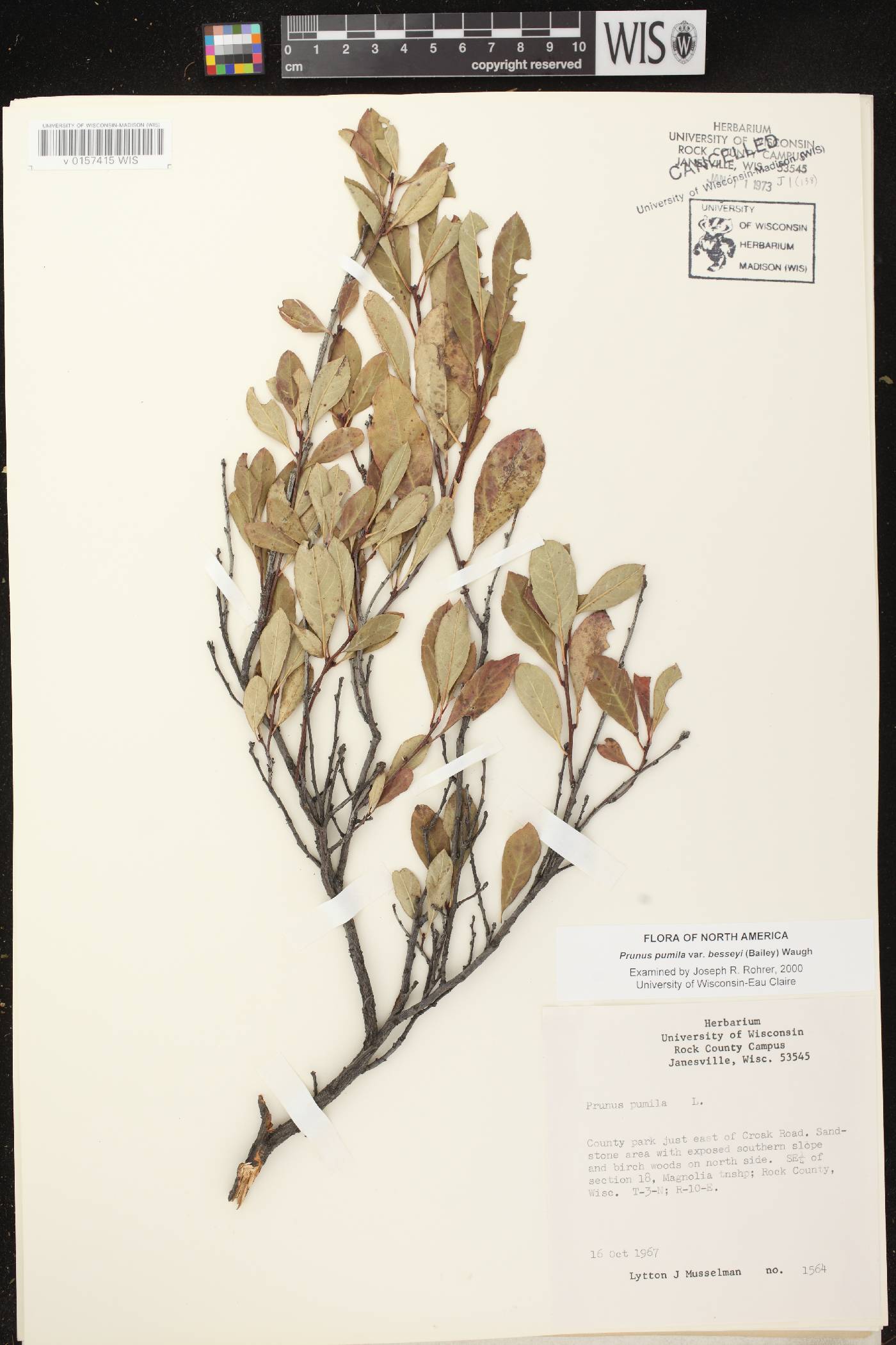 Prunus pumila image
