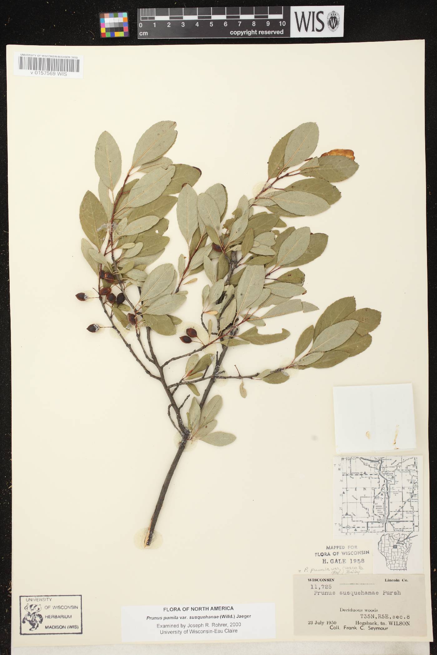 Prunus pumila image
