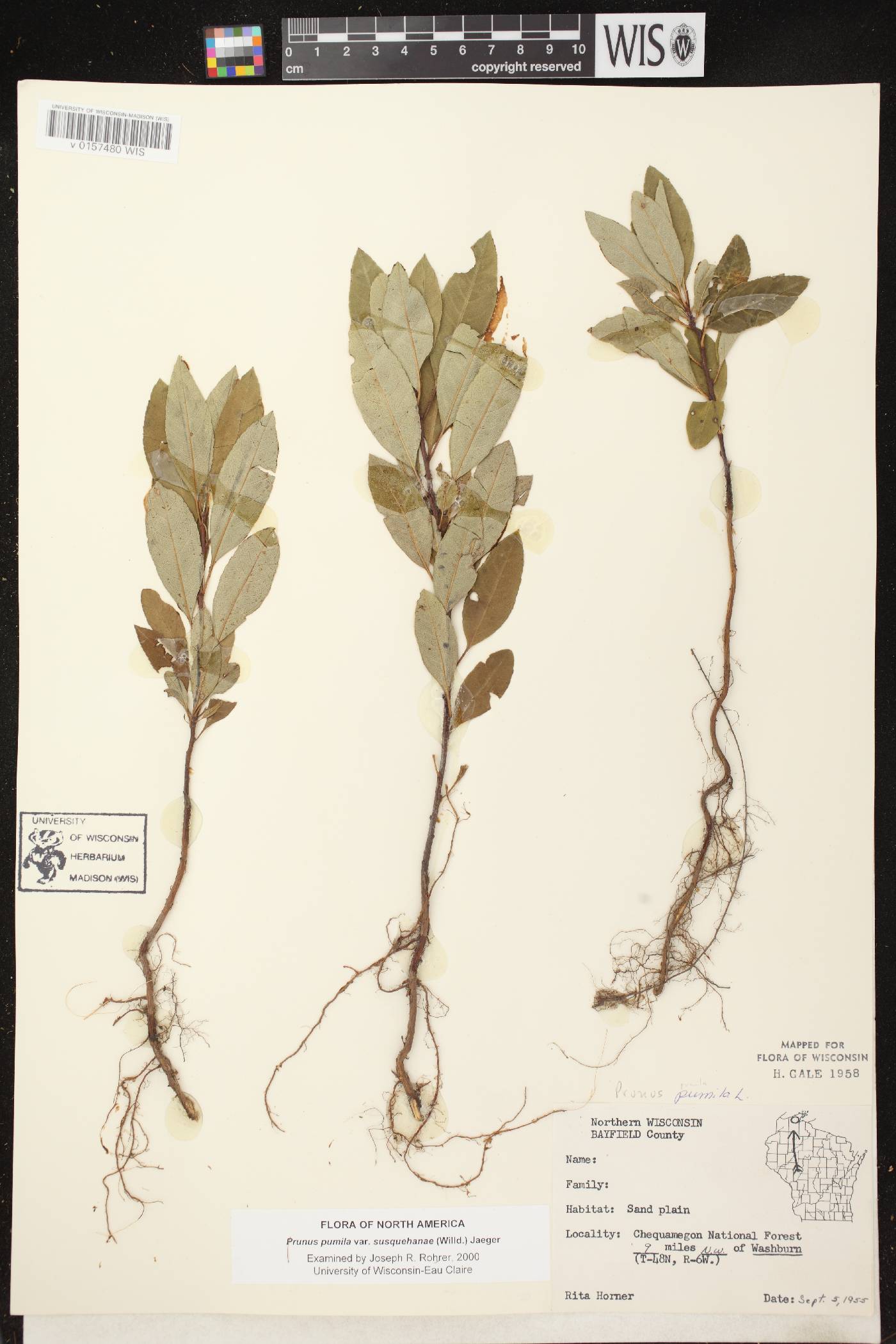 Prunus pumila image