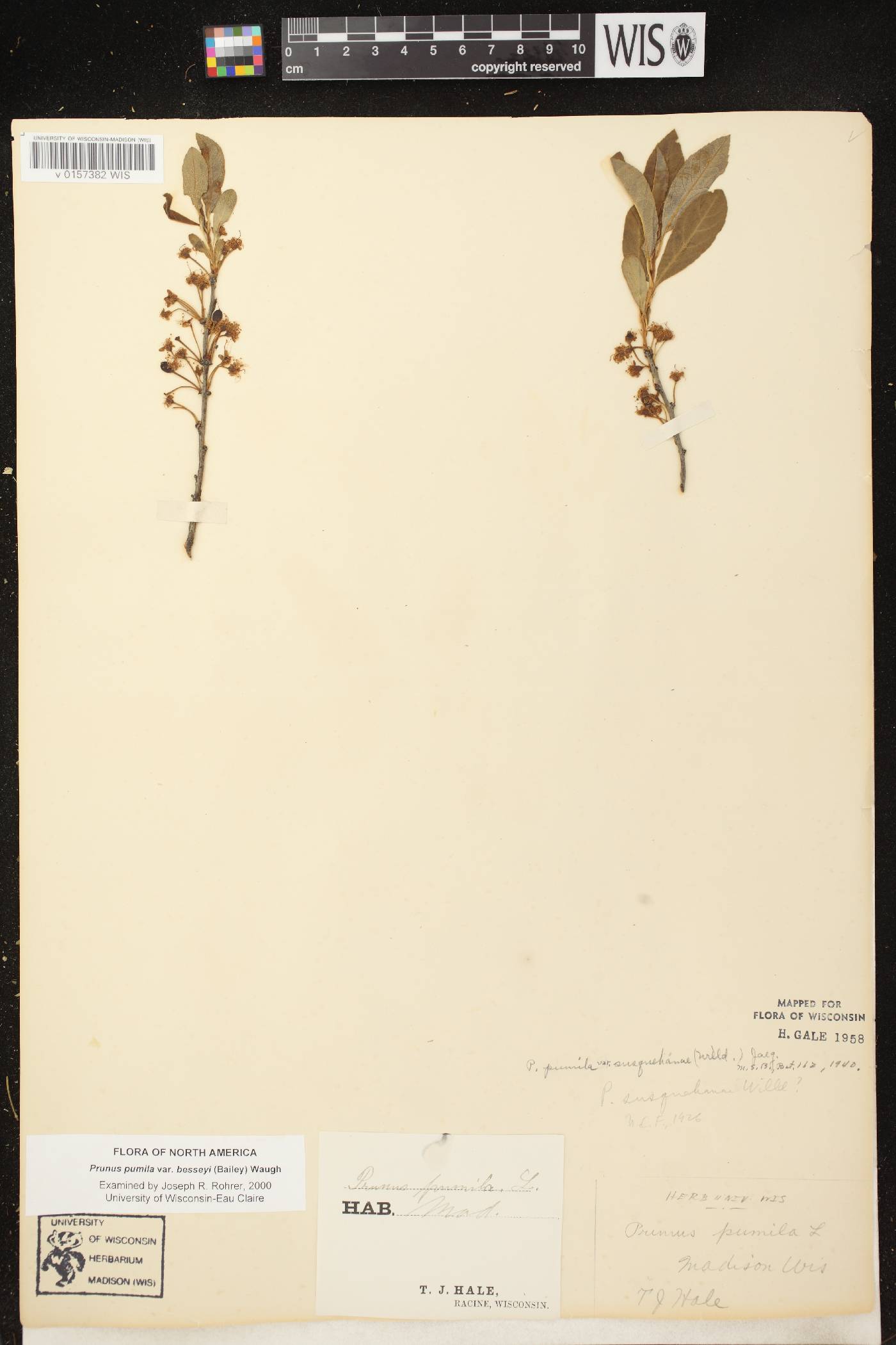 Prunus pumila image