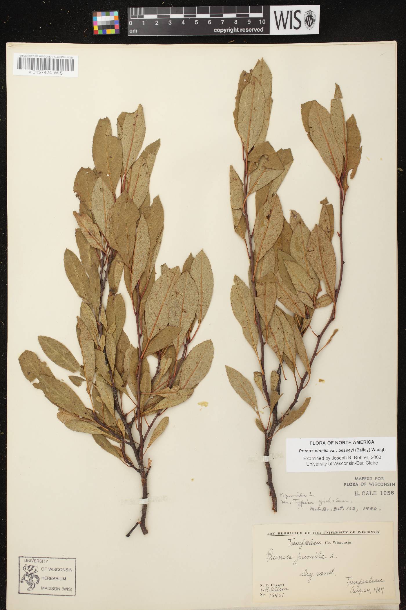 Prunus pumila image