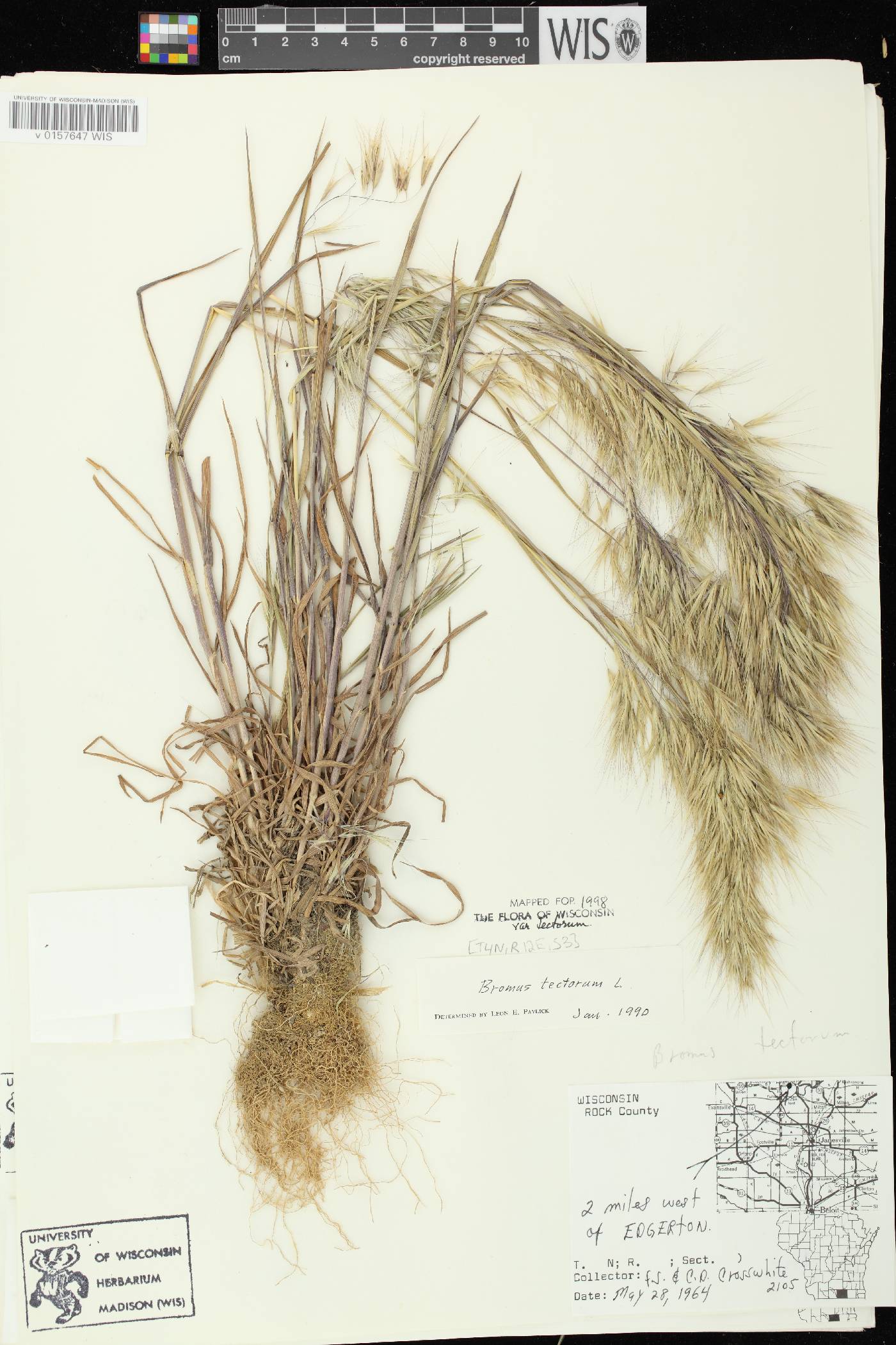 Bromus tectorum image