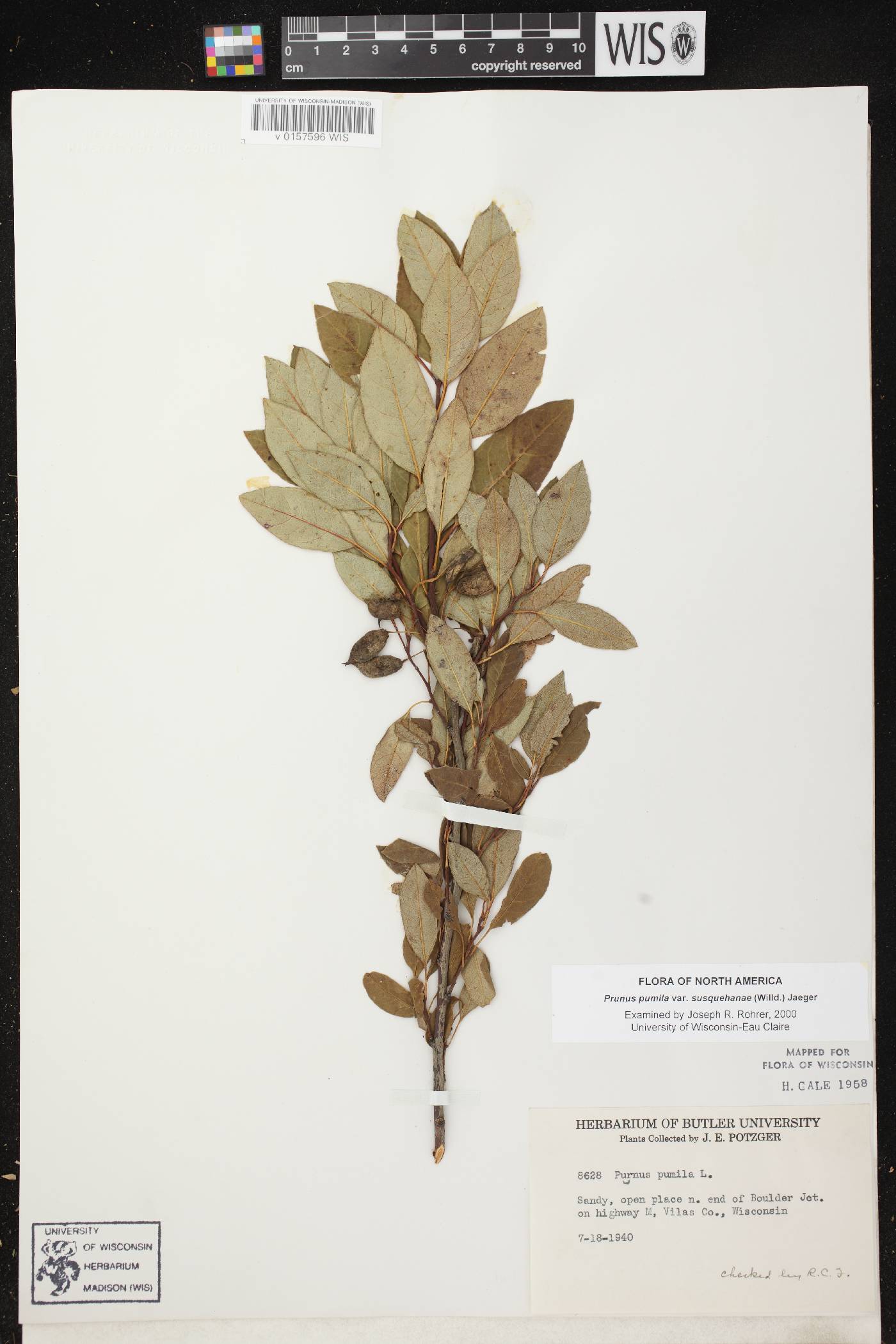 Prunus pumila image