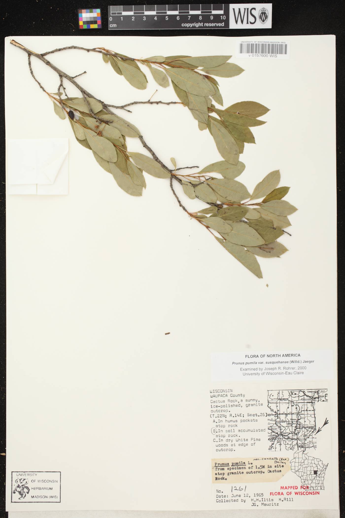 Prunus pumila image