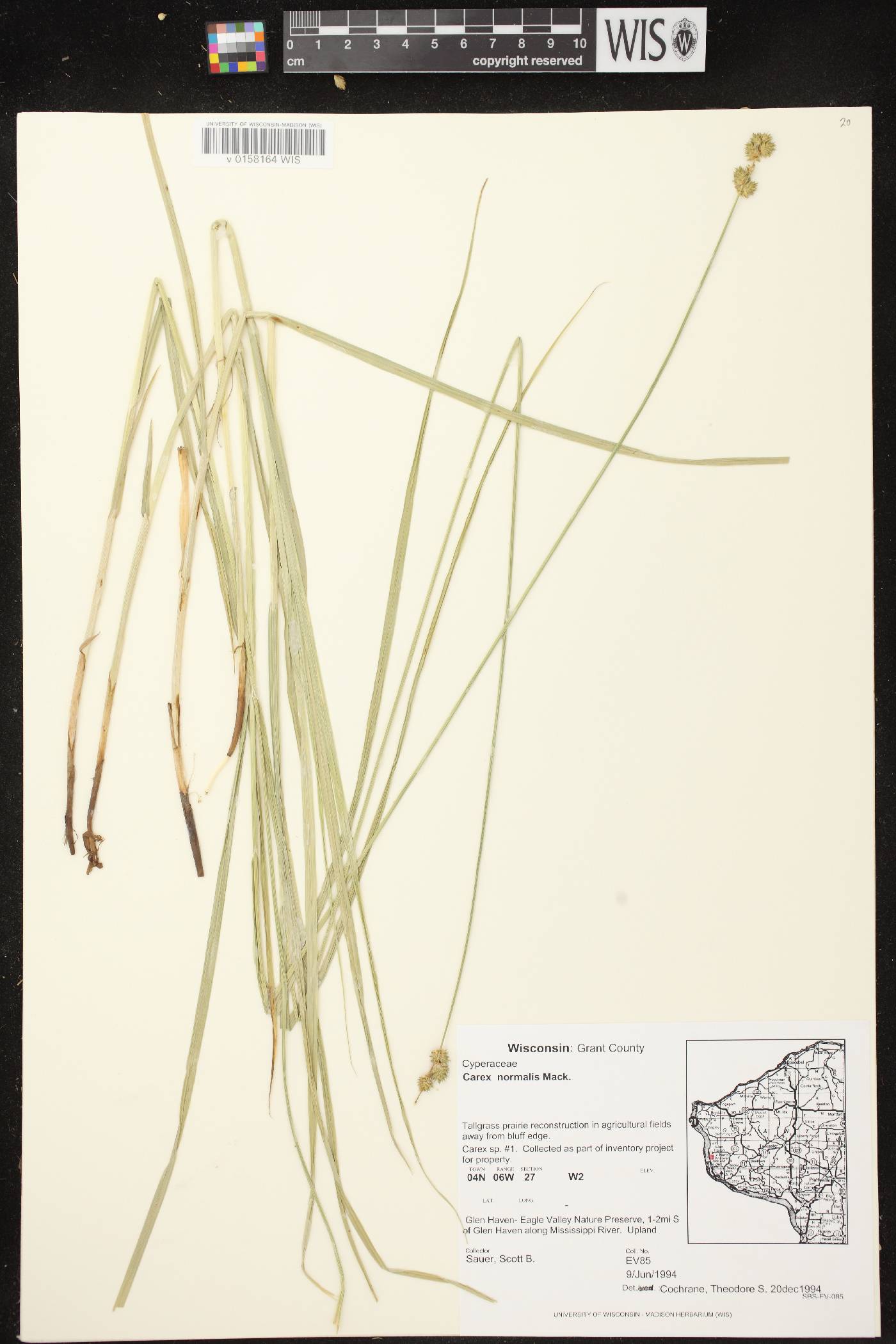 Carex normalis image