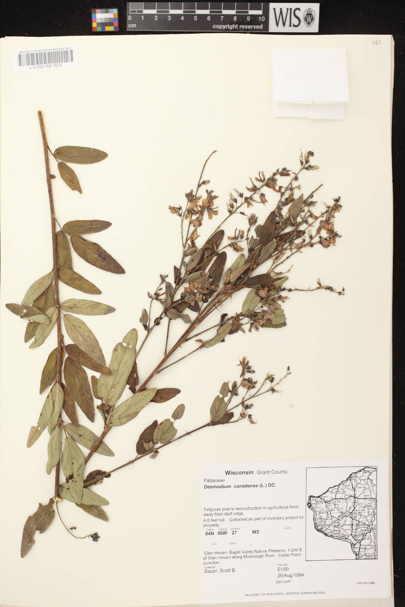 Desmodium canadense image